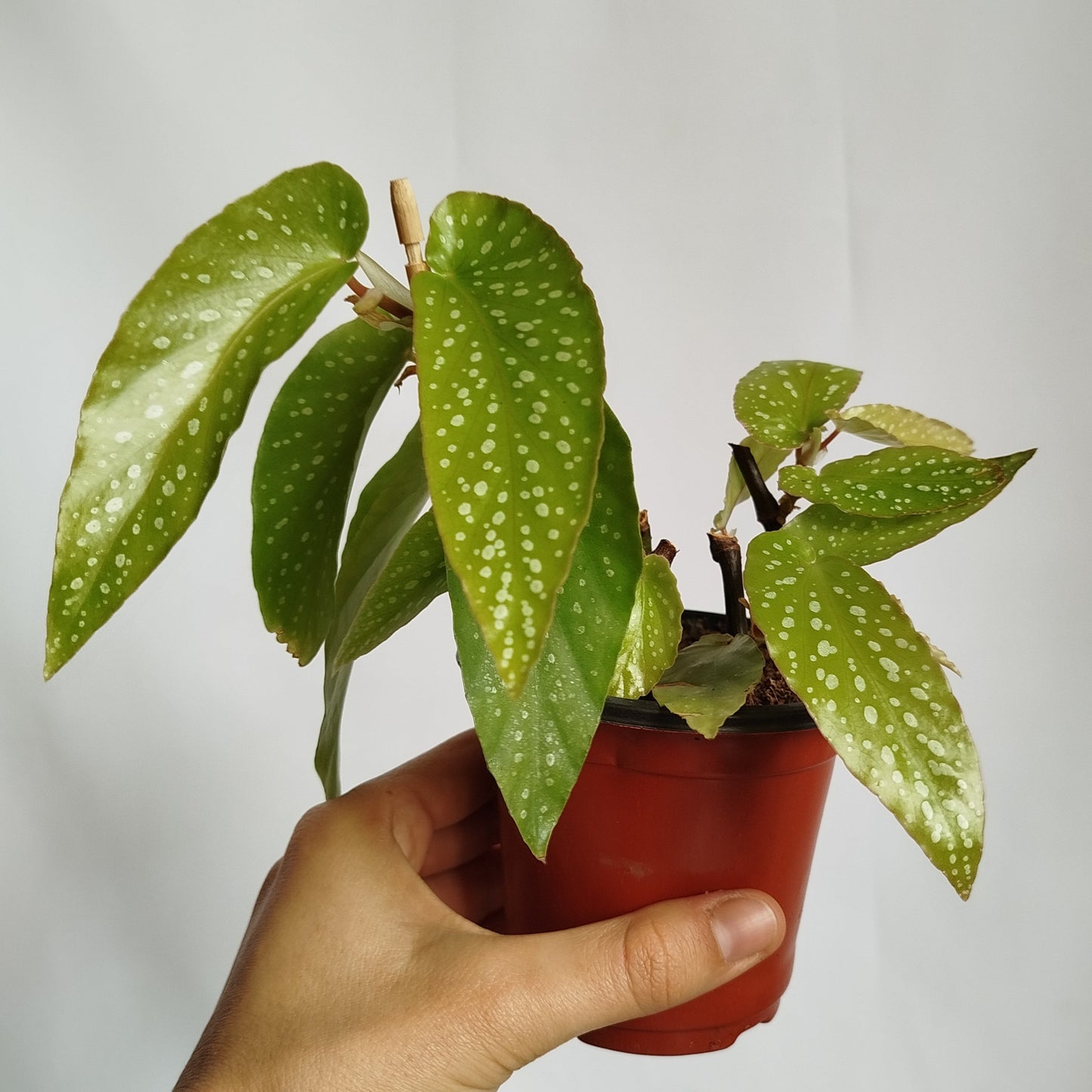 Begonia Tamaya