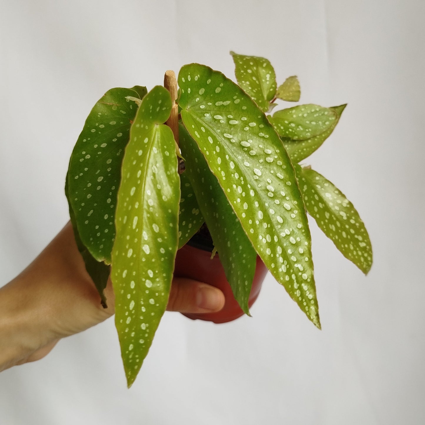 Begonia Tamaya