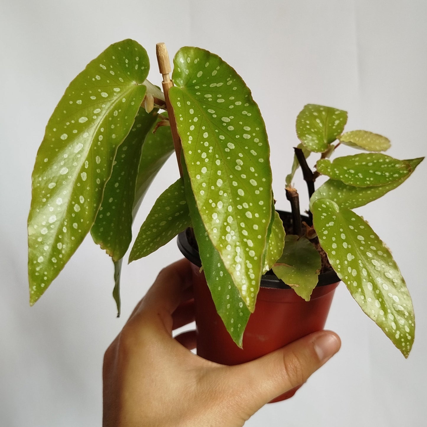 Begonia Tamaya