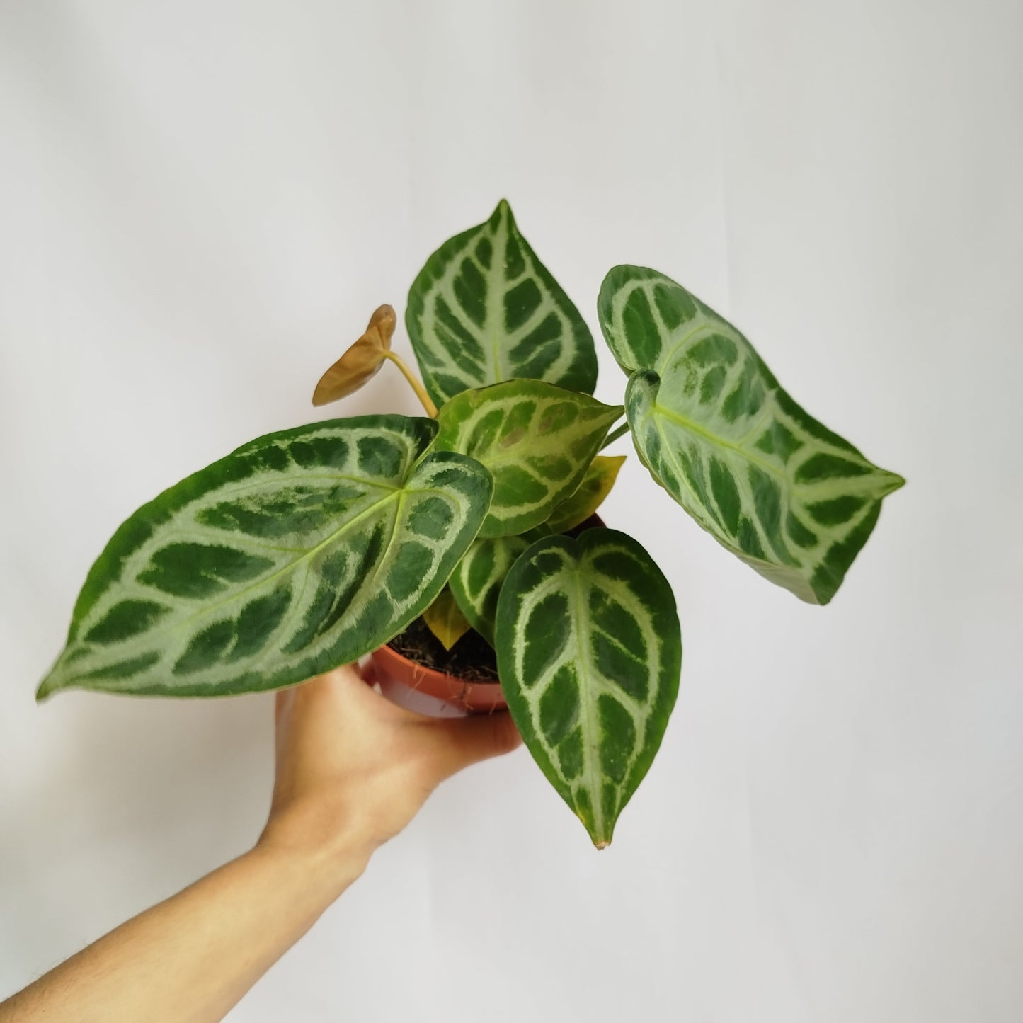 Anthurium Crystallinum Silver Blush