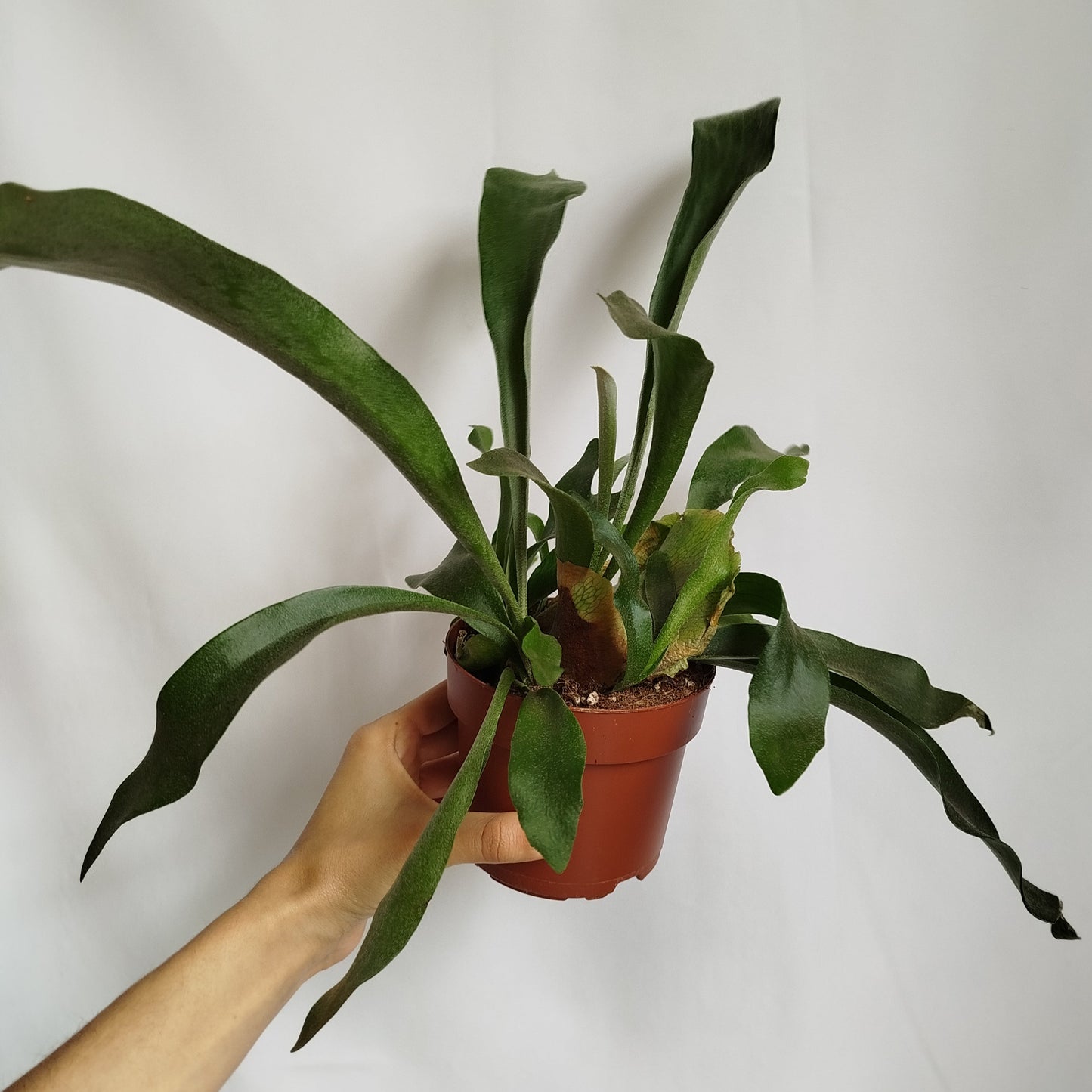 Helecho Cuerno de Alce -Platycerium Bifurcatum