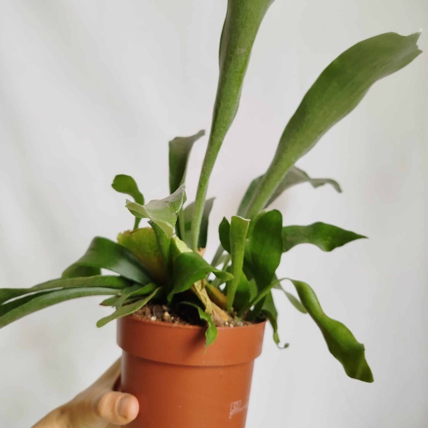 Helecho Cuerno de Alce -Platycerium Bifurcatum