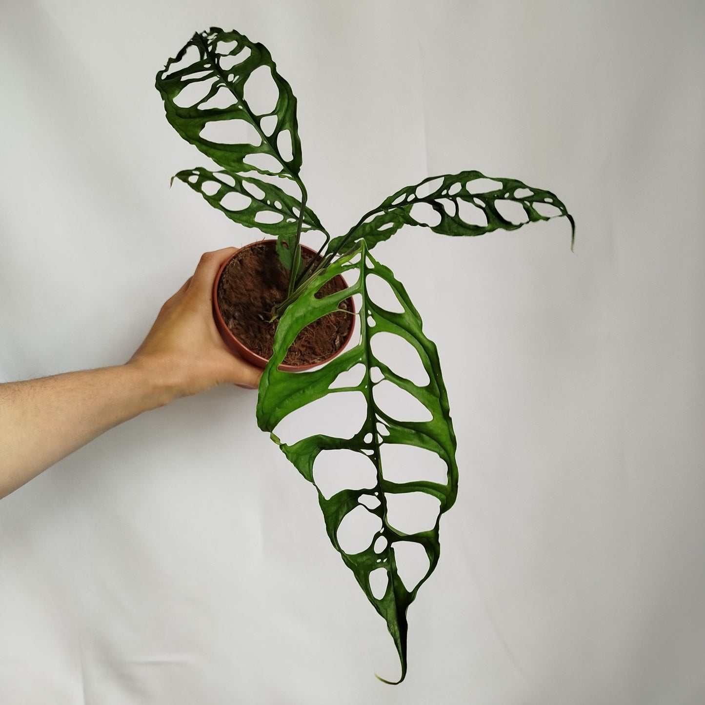 Monstera Obliqua Peru