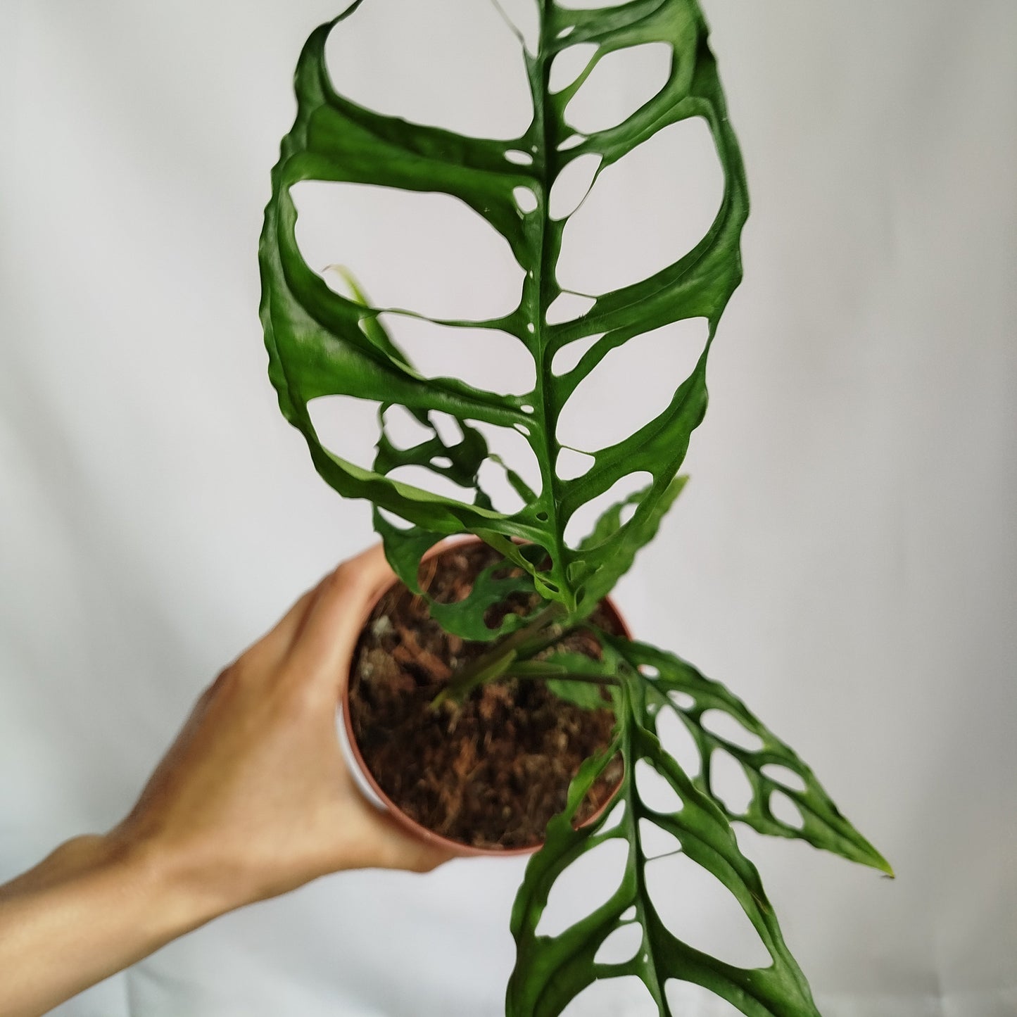 Monstera Obliqua Peru