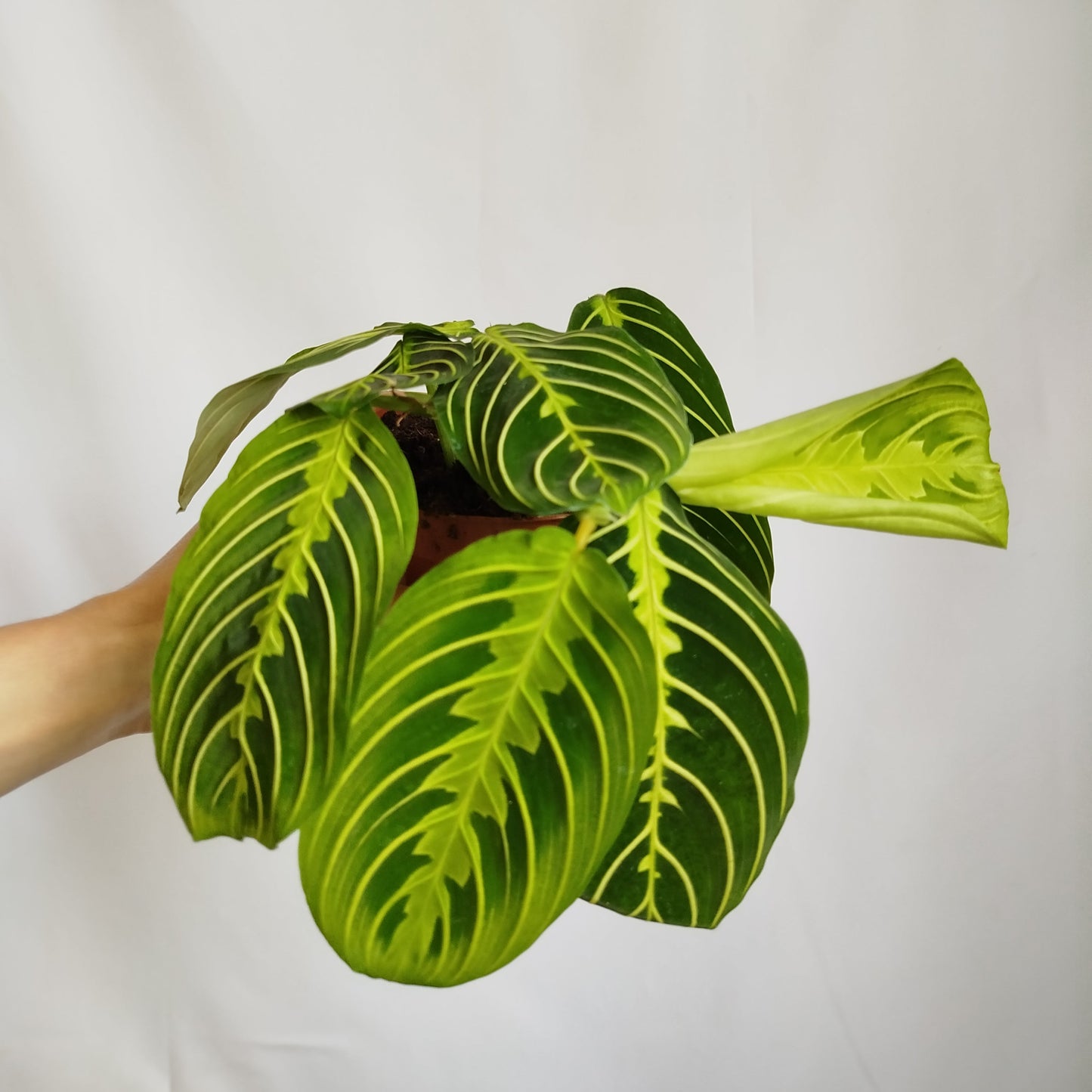 Maranta Lemon Lime