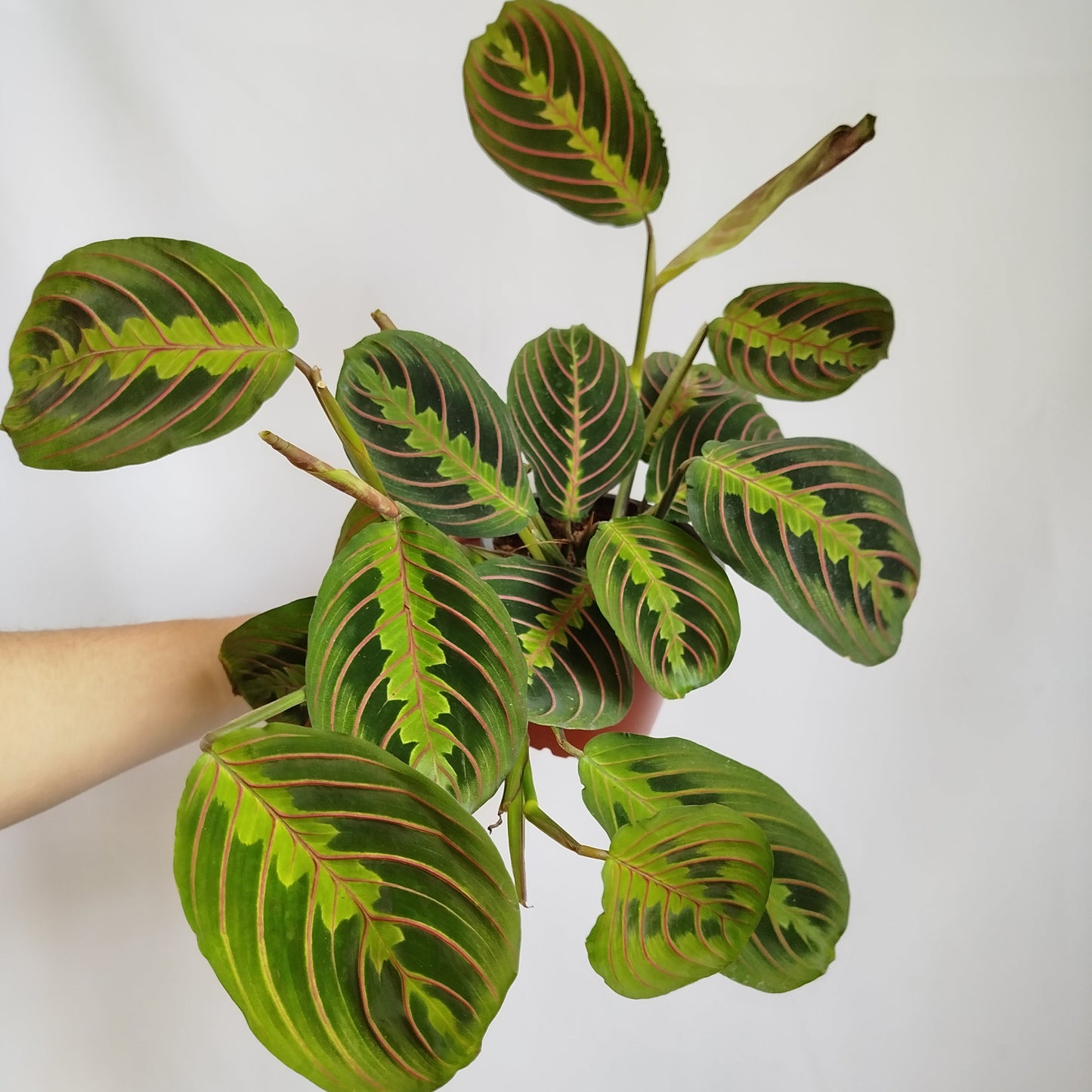 Maranta Leuconeura Tricolor