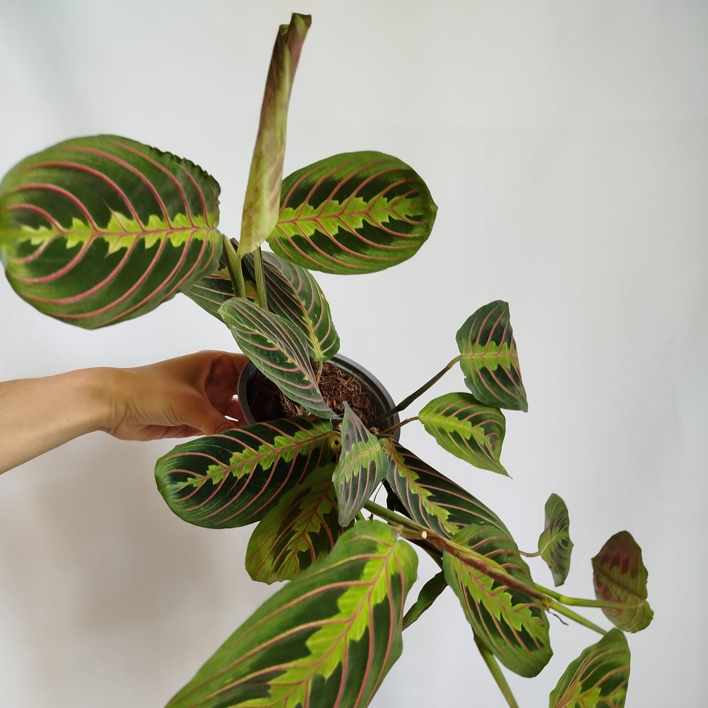 Maranta Leuconeura Tricolor