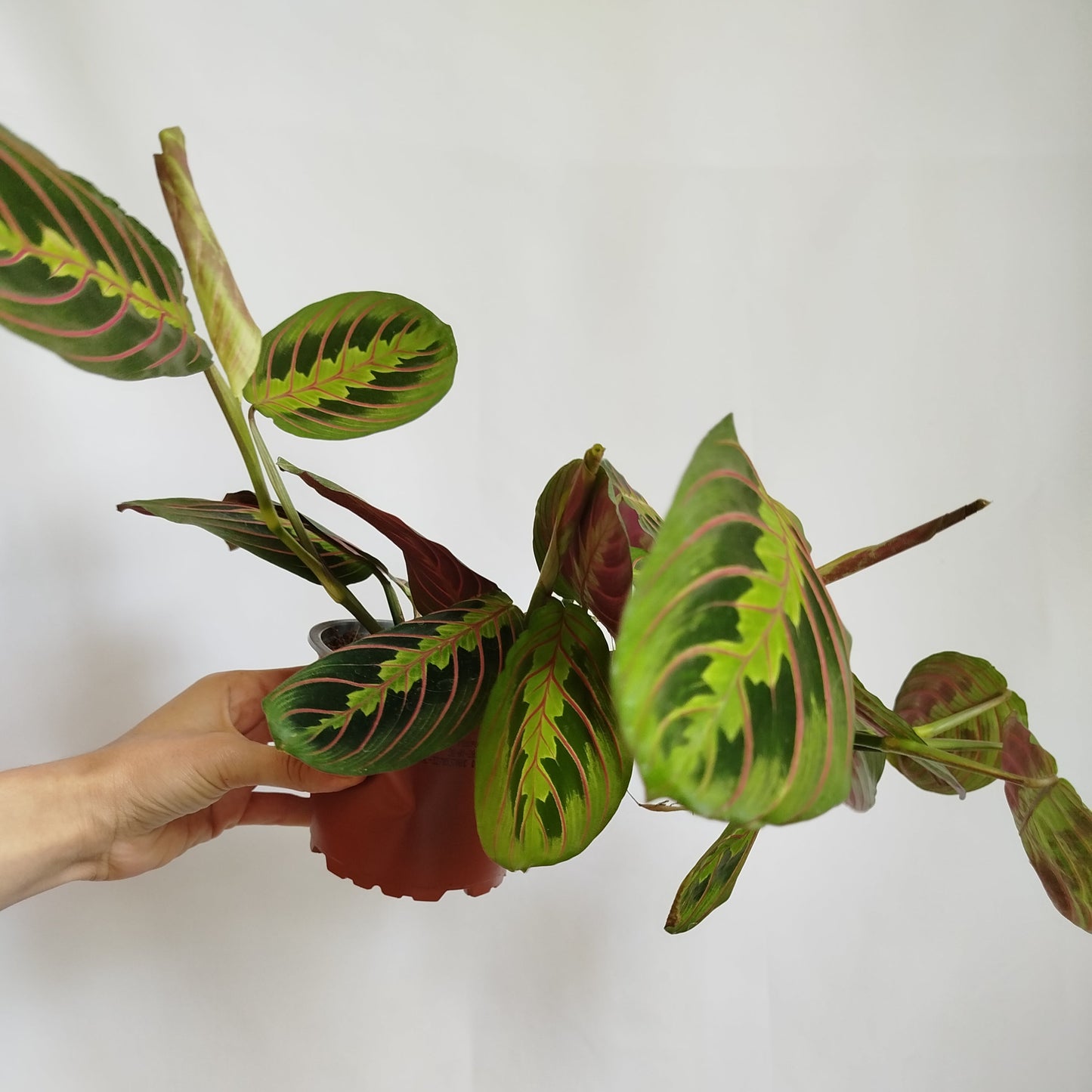 Maranta Leuconeura Tricolor