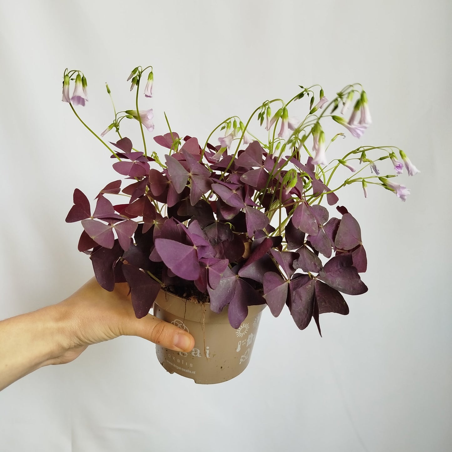 Oxalis Triangularis - Trébol Morado
