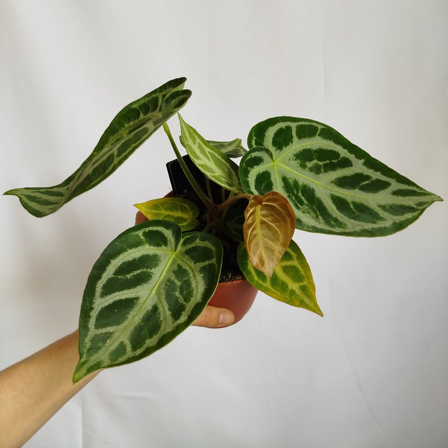 Anthurium Crystallinum Silver Blush