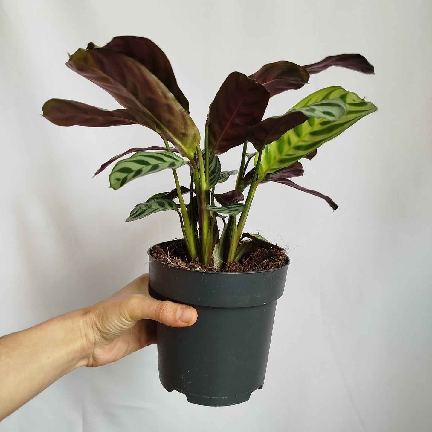 Ctenanthe Amabilis