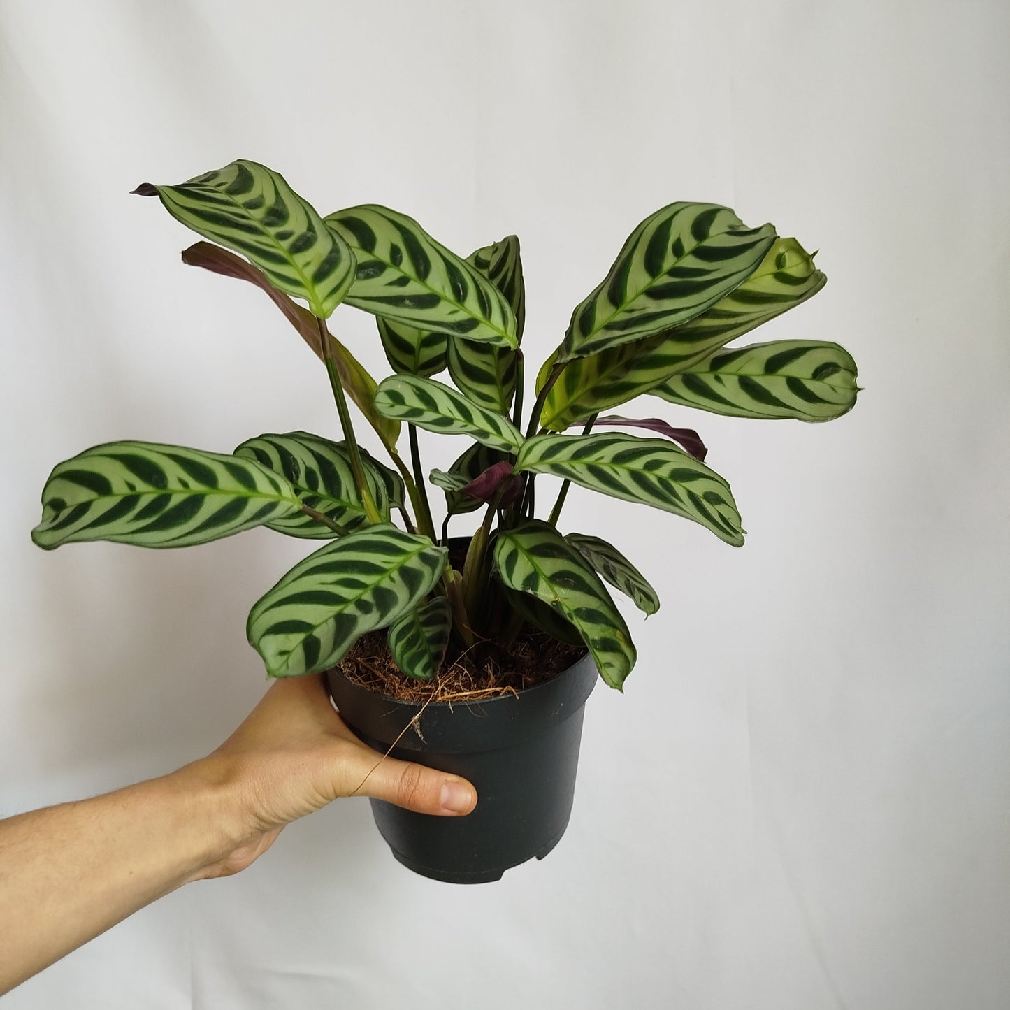 Ctenanthe Amabilis