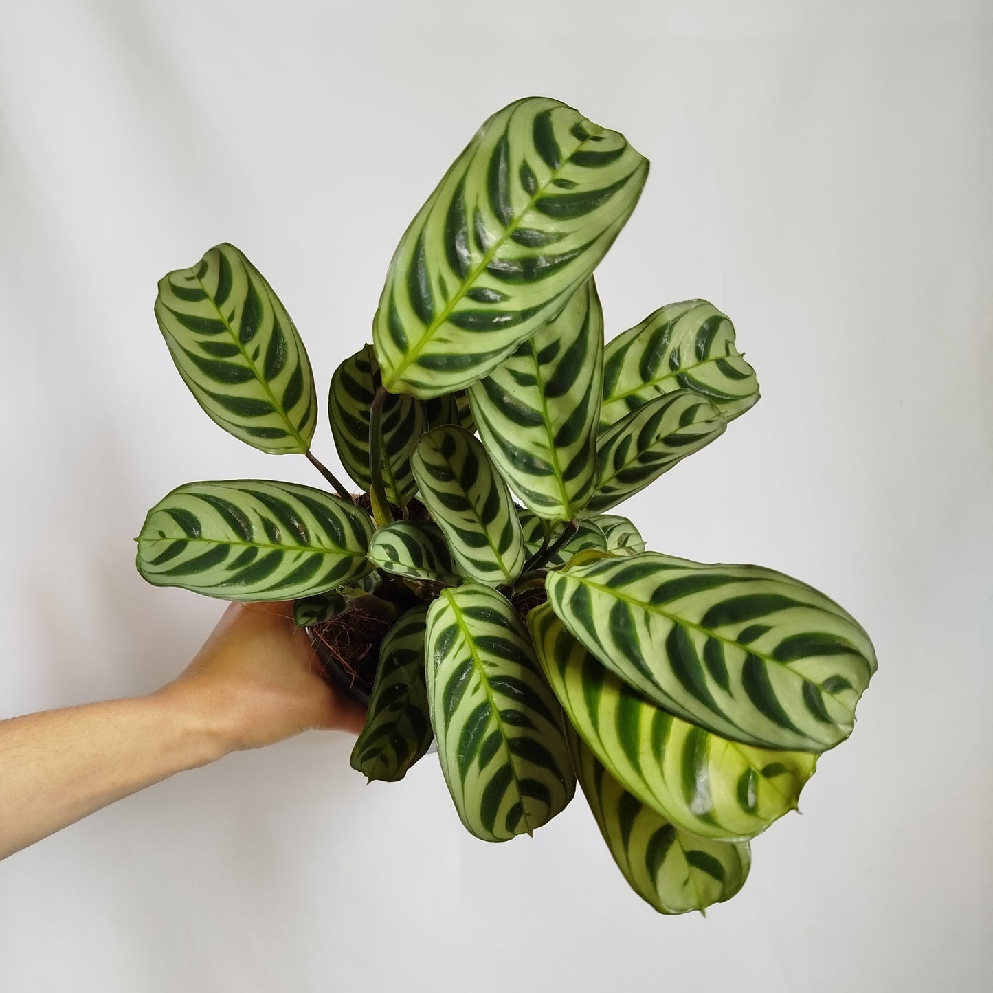 Ctenanthe Amabilis