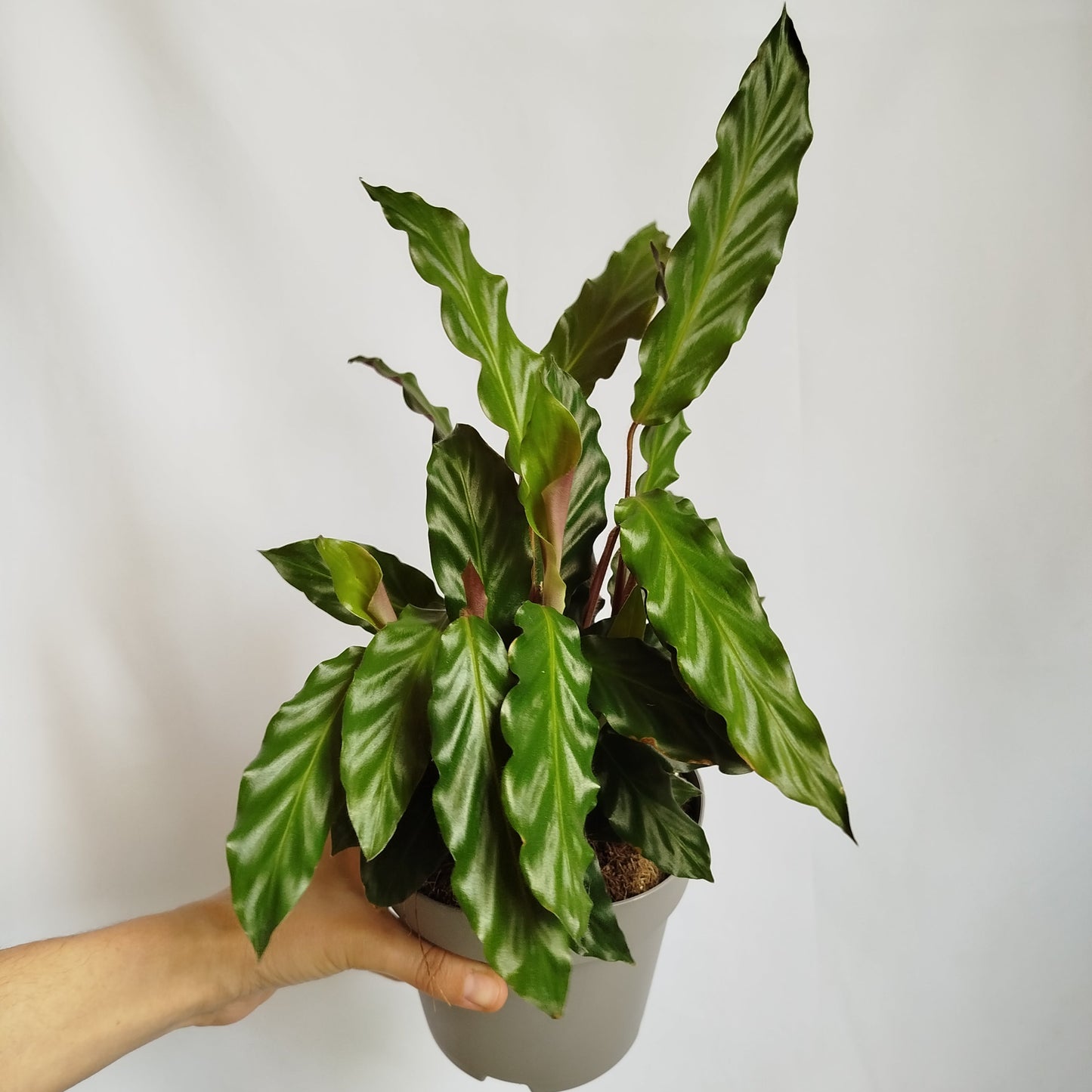 Calathea Rufibarba