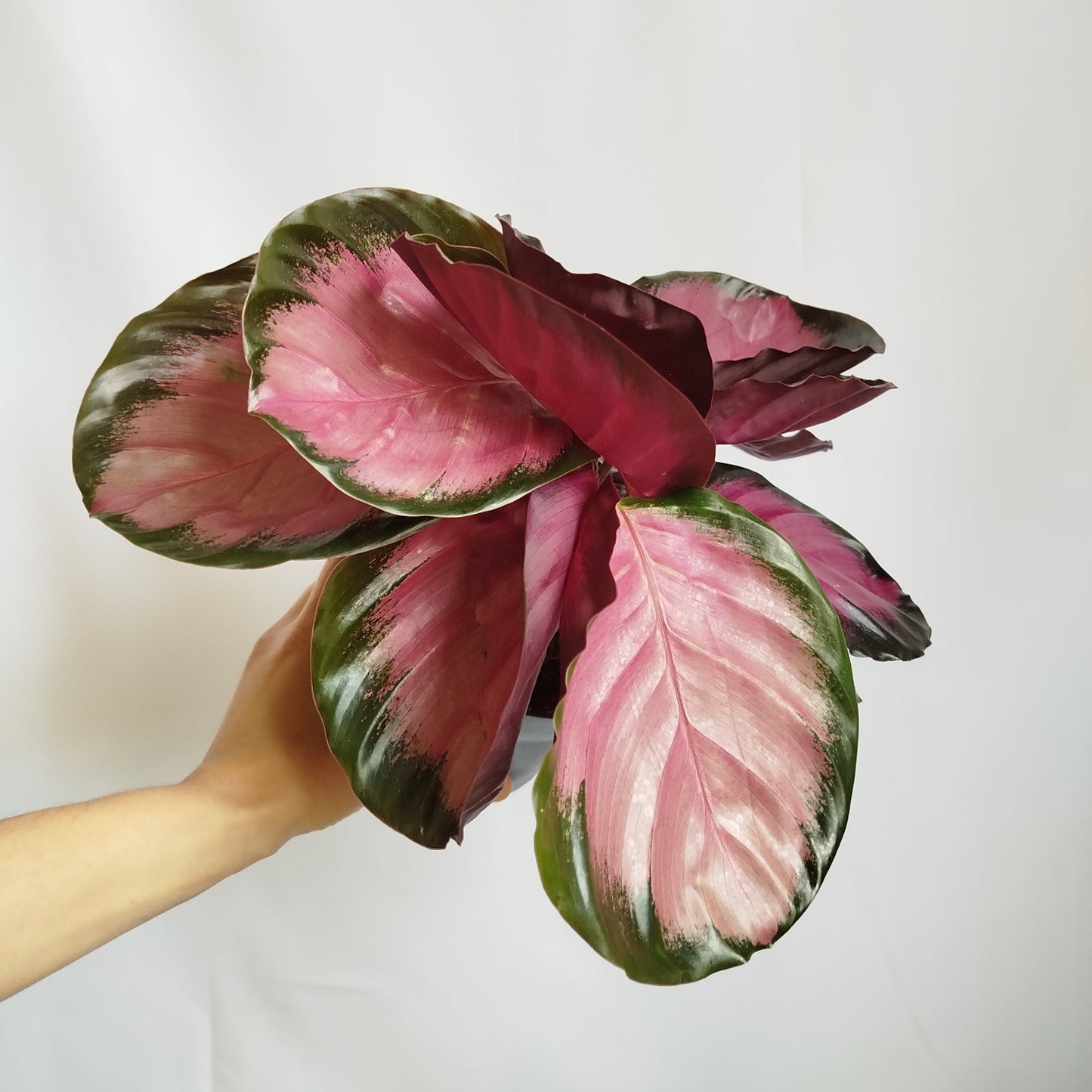 Calathea Dottie Crimson