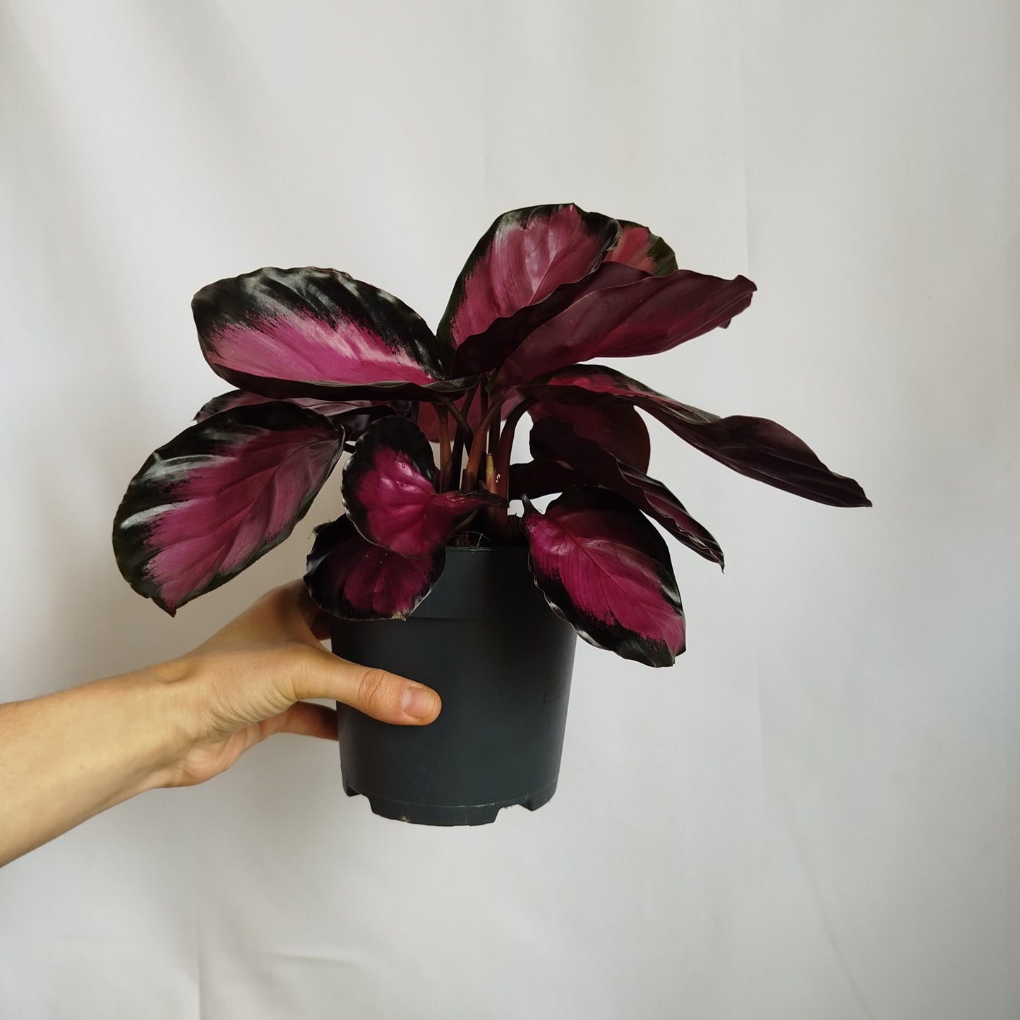 Calathea Dottie Crimson