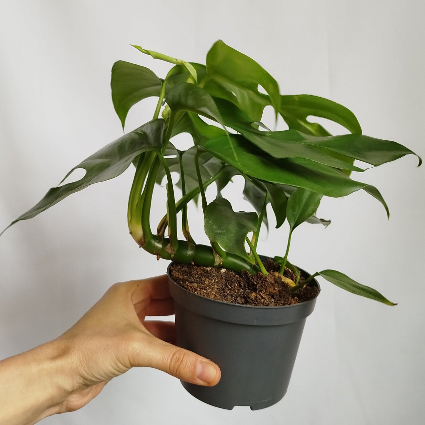 Monstera Minima (Rhaphidophora tetrasperma)