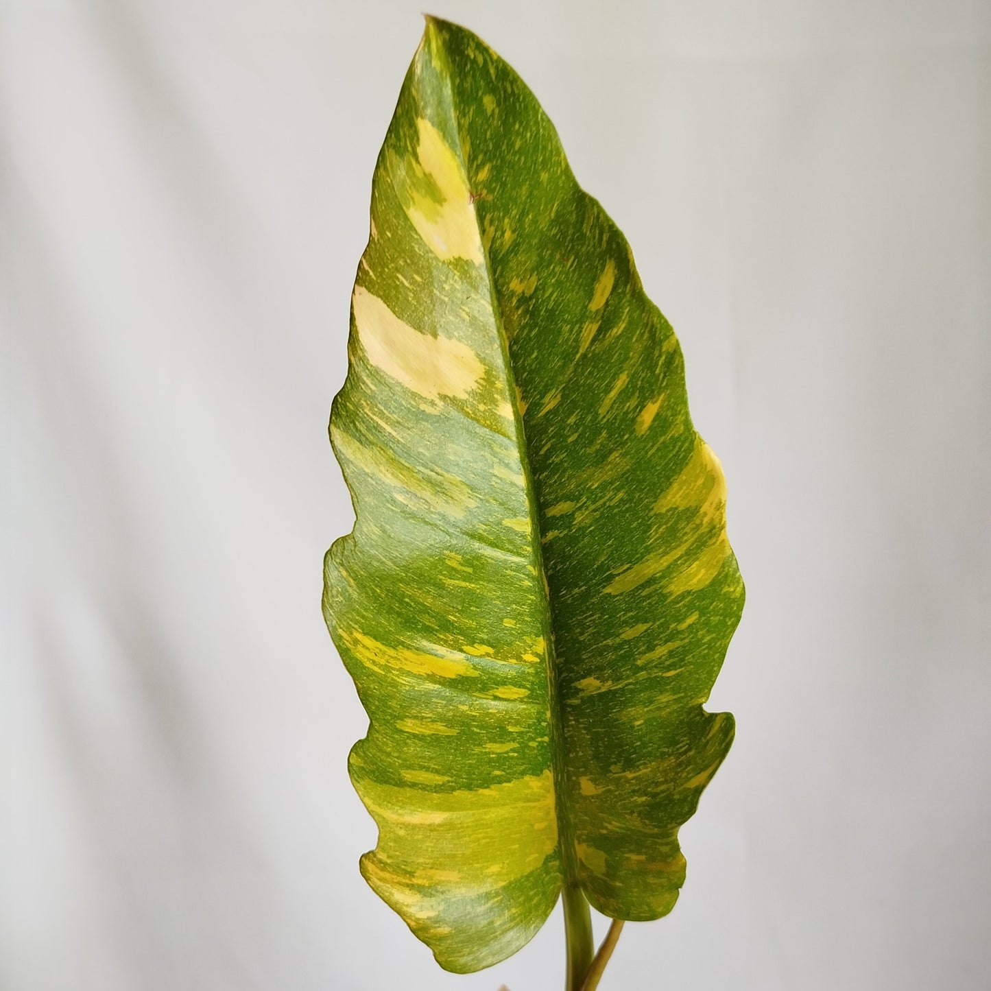 Philodendron Ring of Fire