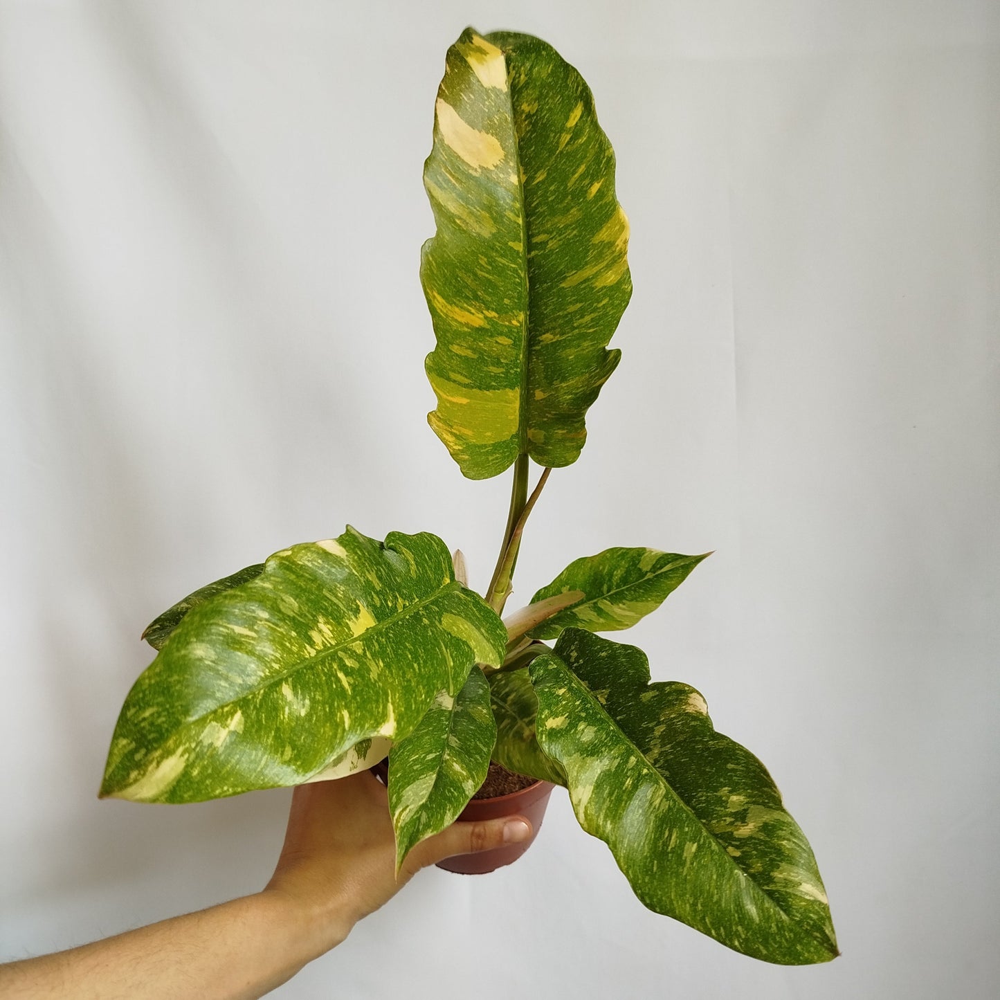 Philodendron Ring of Fire