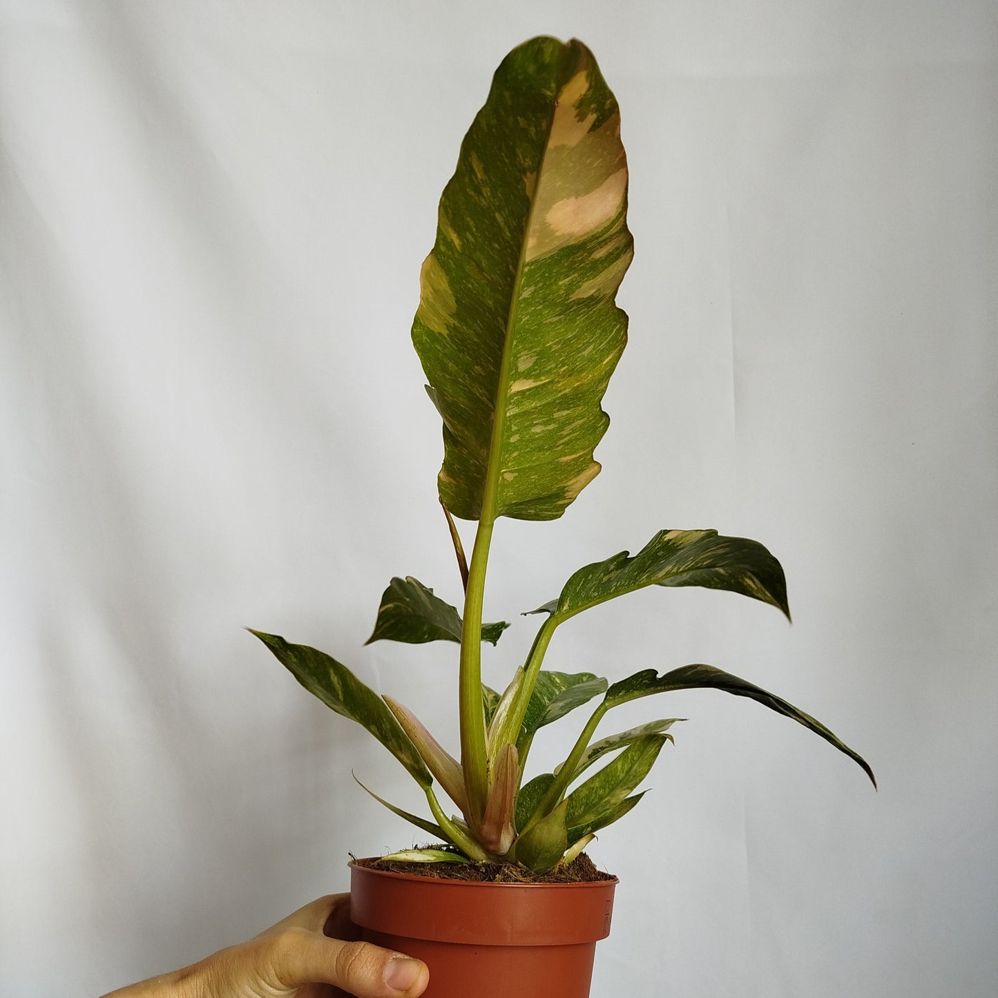 Philodendron Ring of Fire
