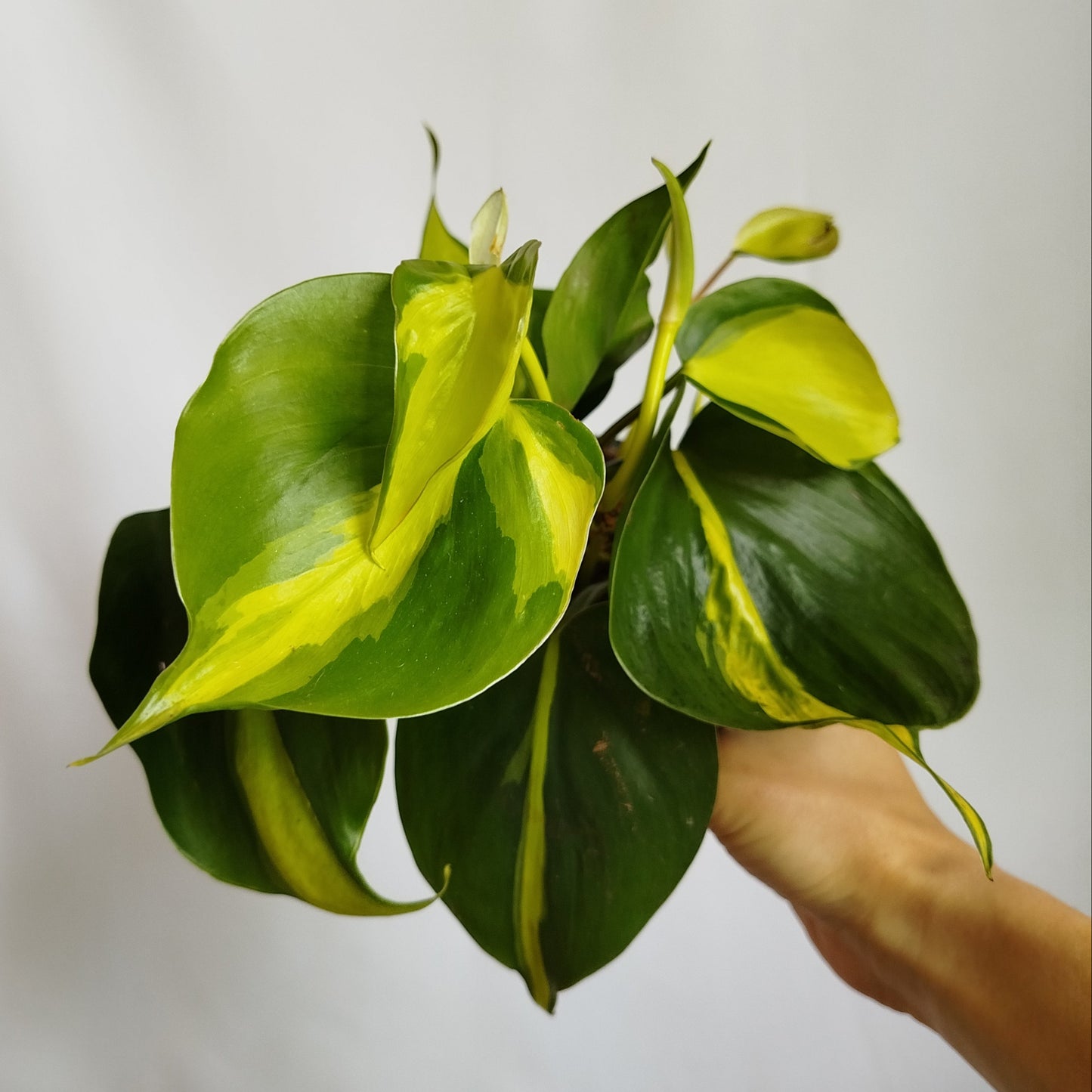 Philodendron Brasil