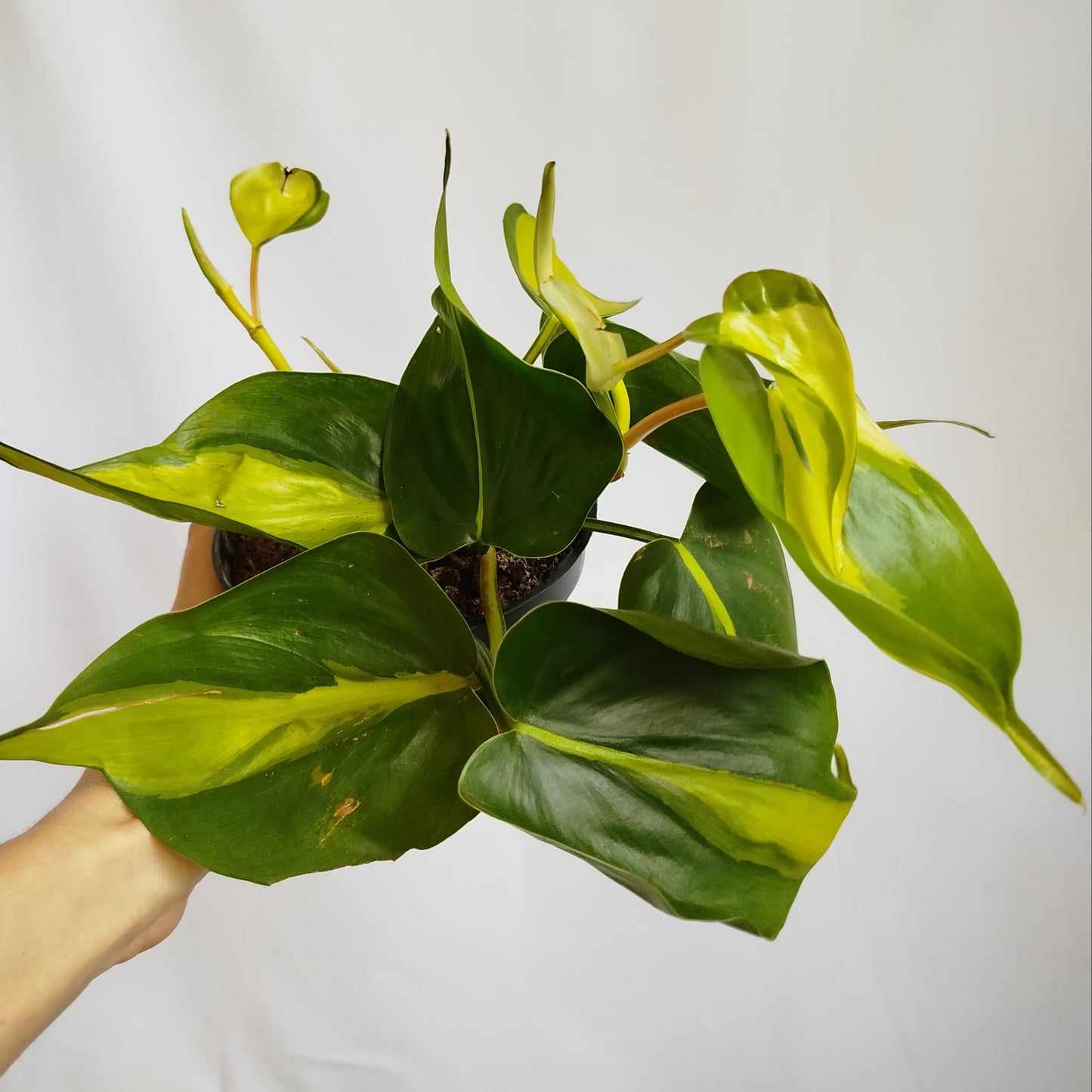 Philodendron Brasil