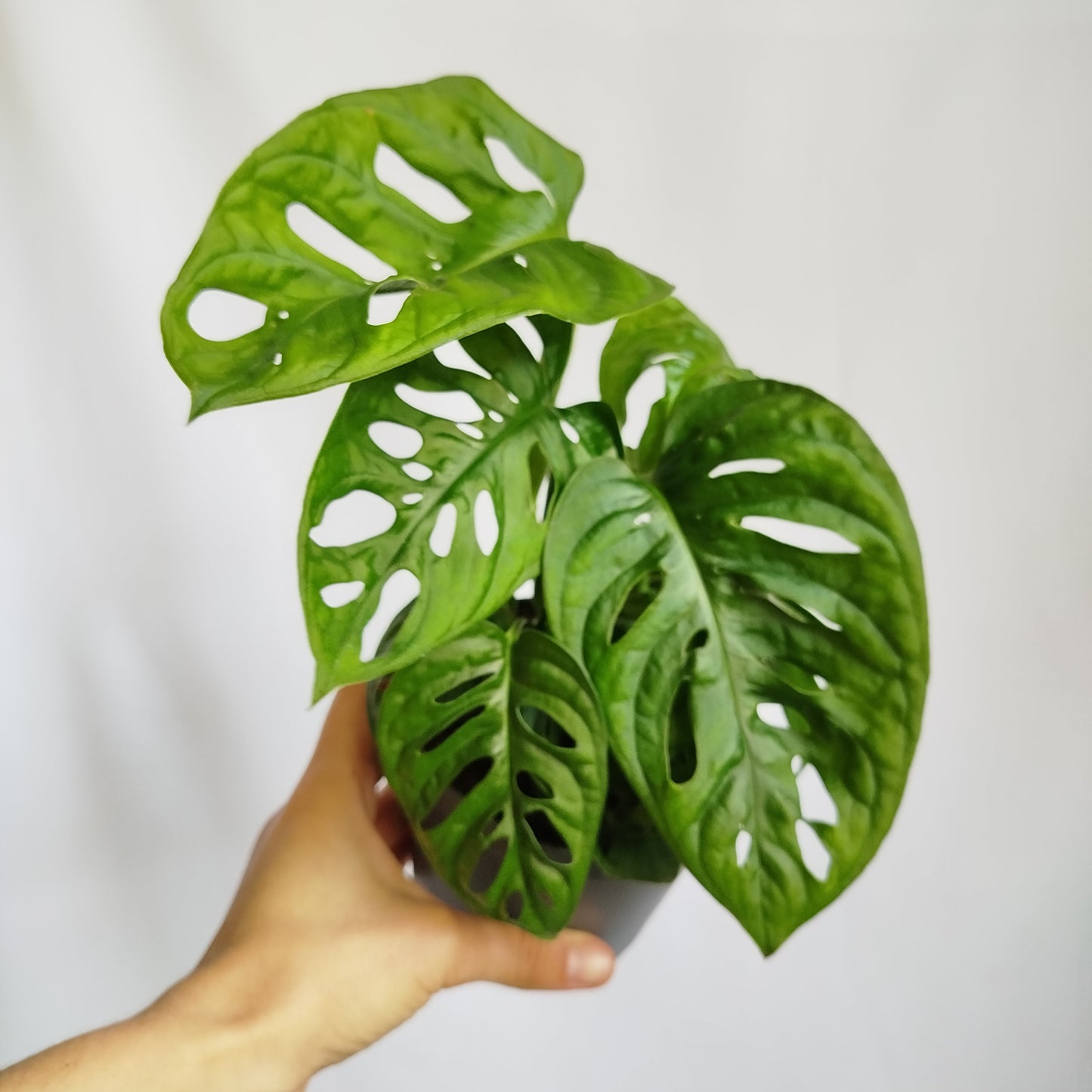 Monstera Adansonii