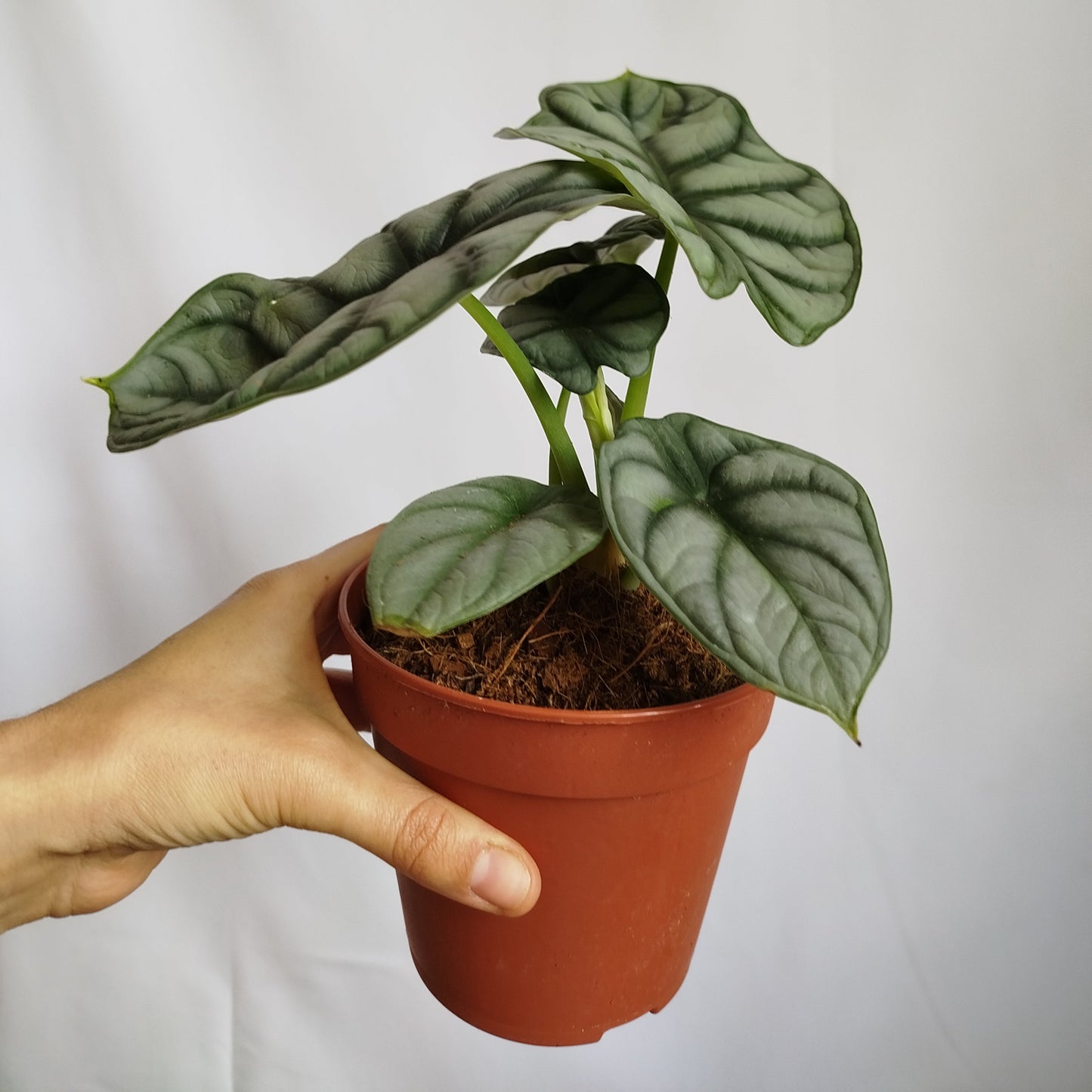Alocasia Silver Dragon
