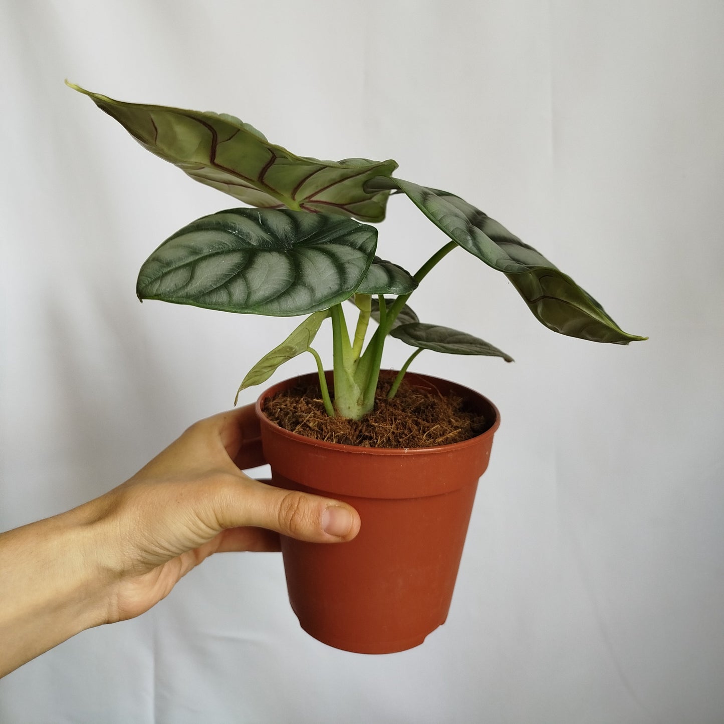 Alocasia Silver Dragon