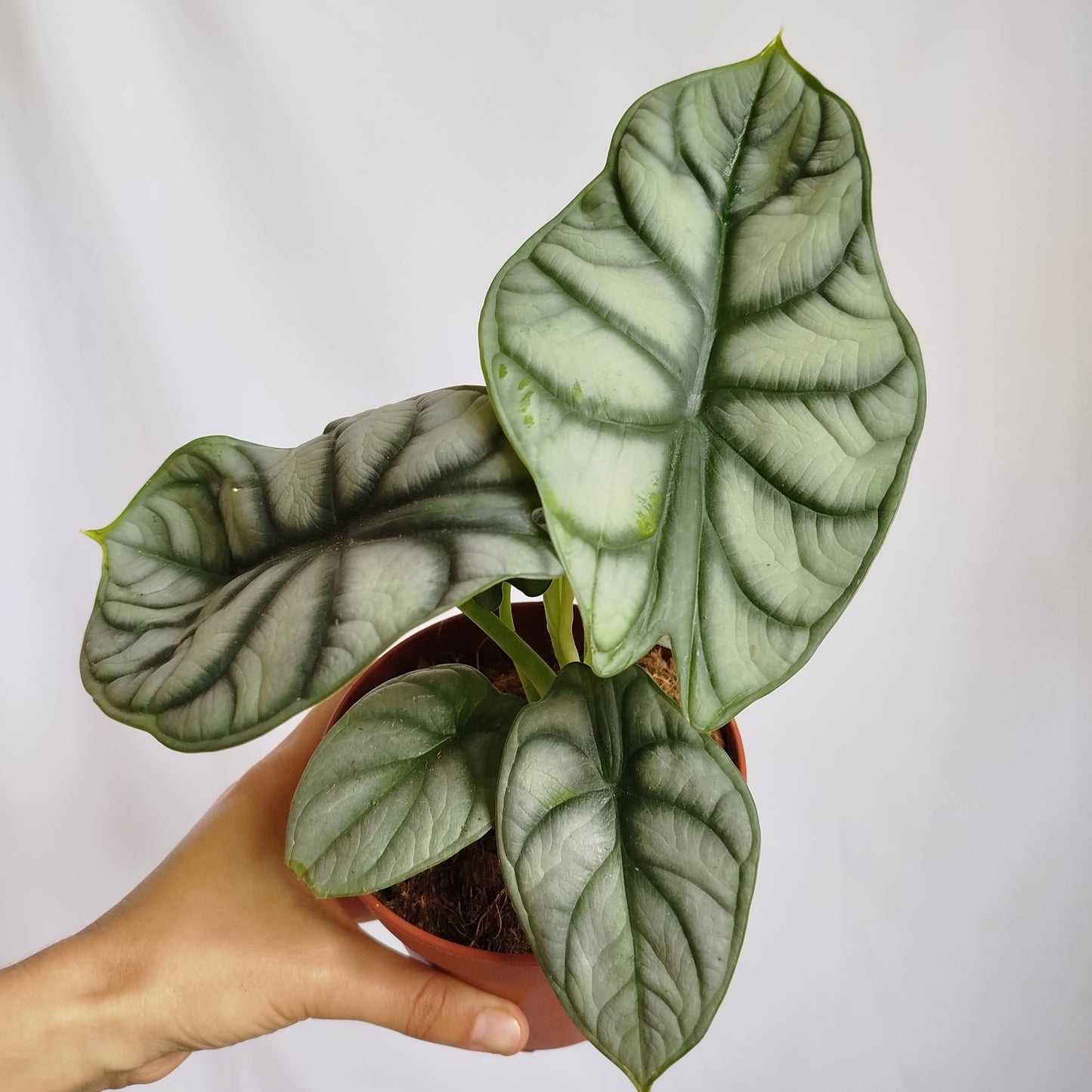 Alocasia Dragon Scale