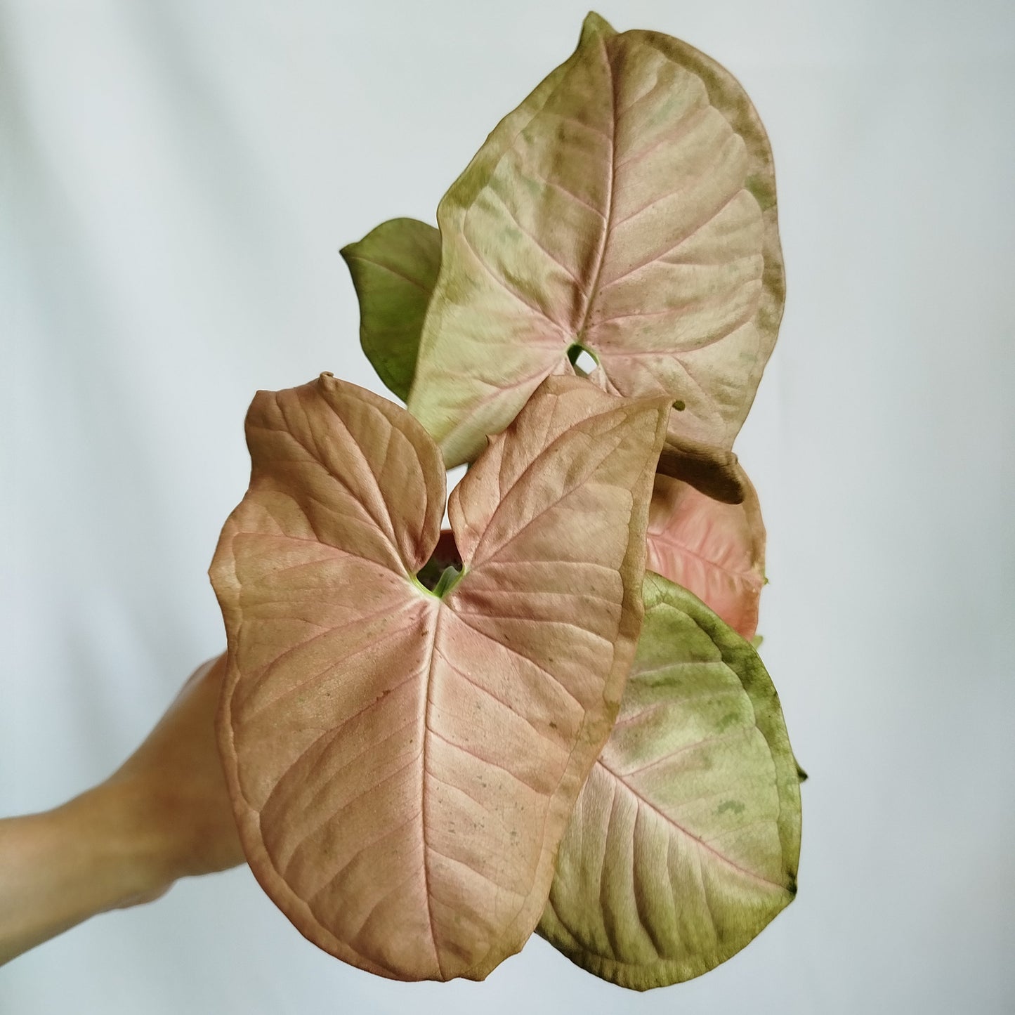 Syngonium Neon