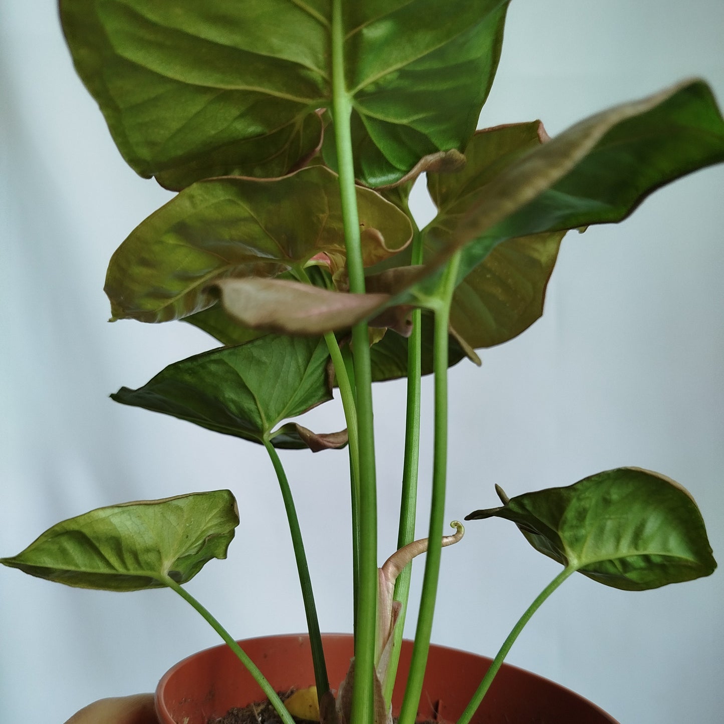 Syngonium Neon