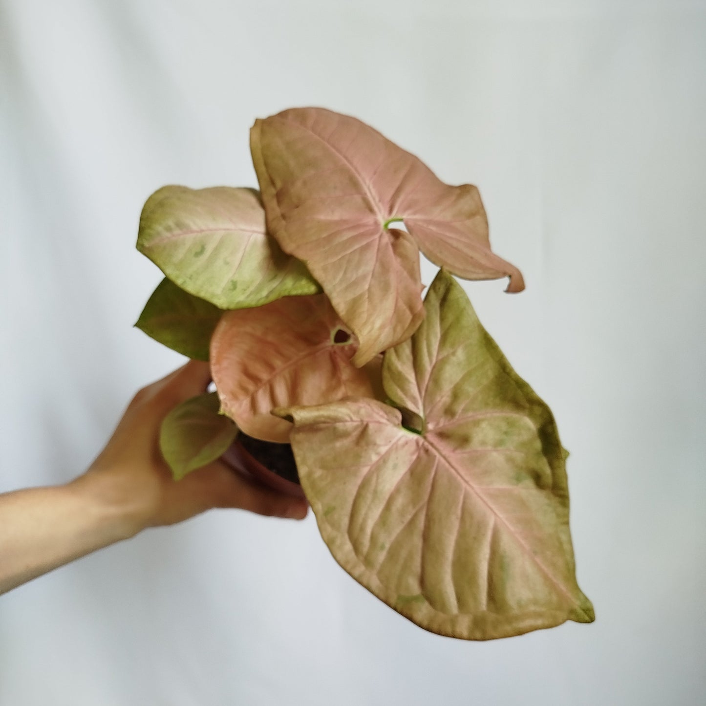 Syngonium Neon