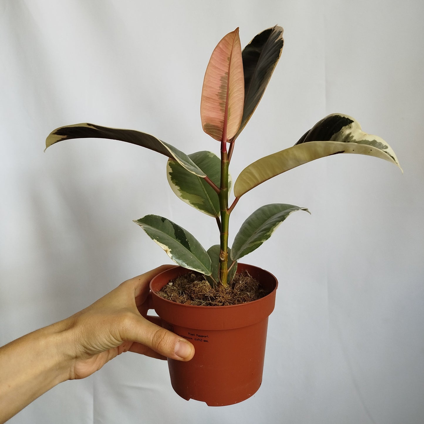 Ficus Tineke