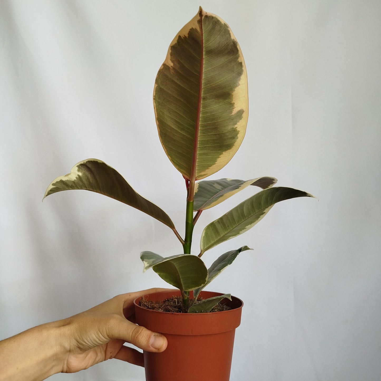 Ficus Tineke