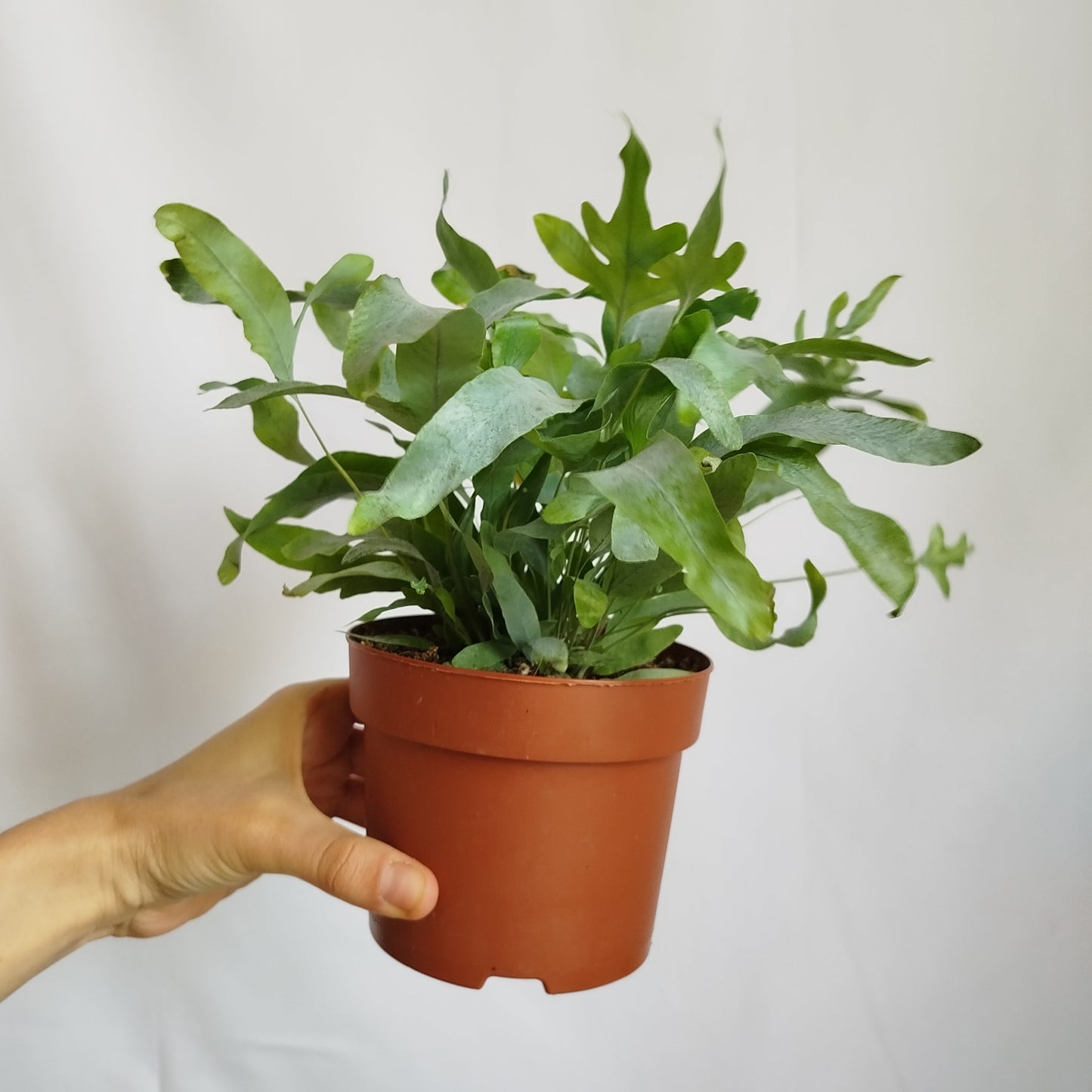 Helecho Azul - Phebodium Aureum