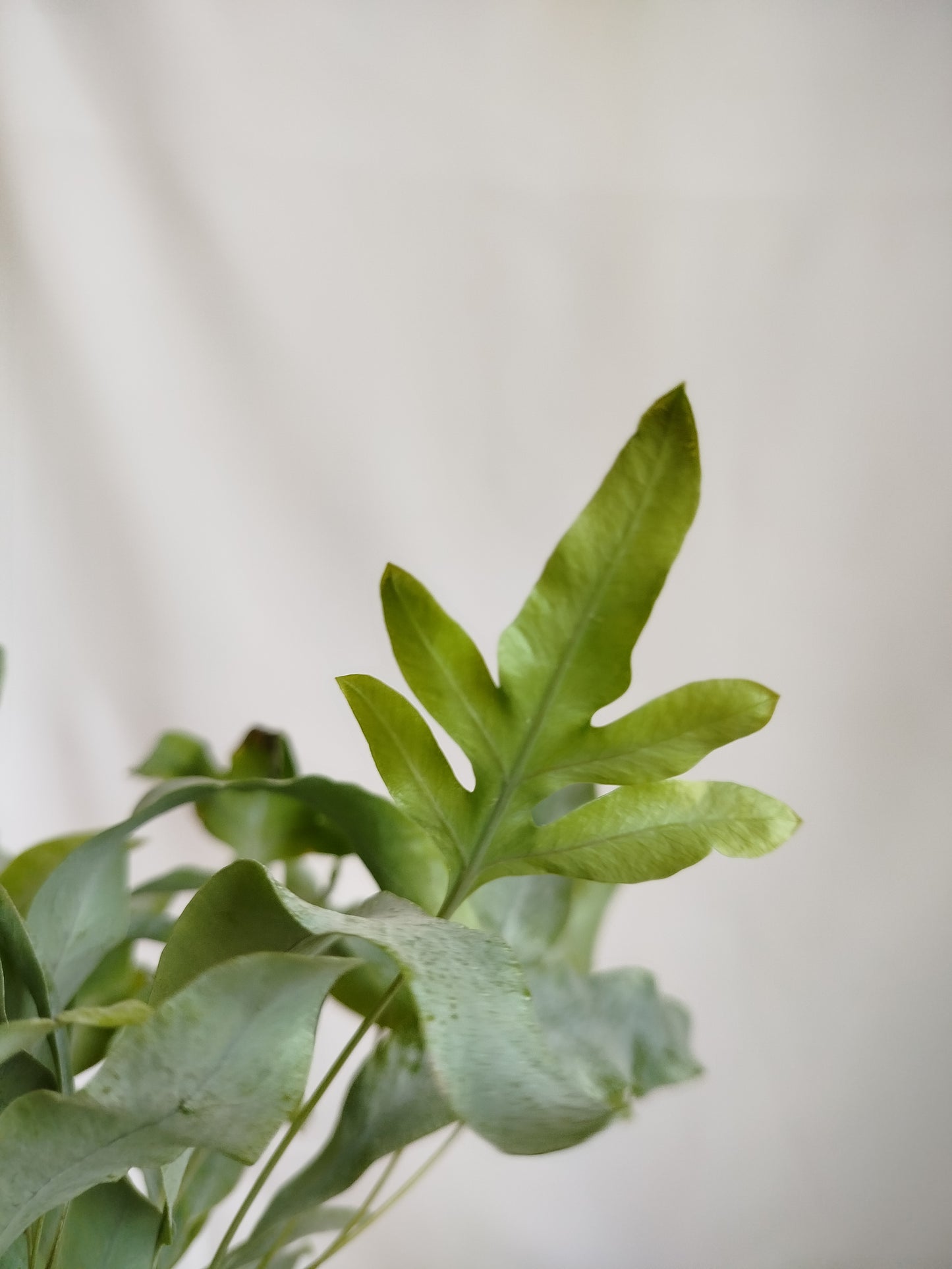Helecho Azul - Phlebodium Aureum