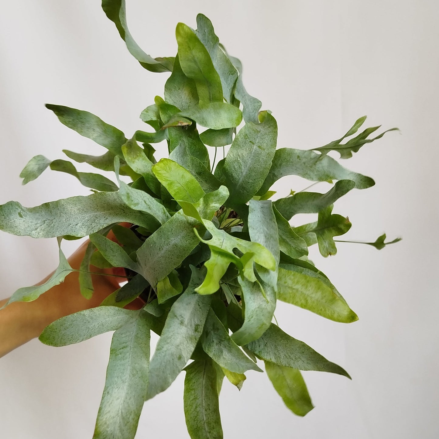Helecho Azul - Phebodium Aureum