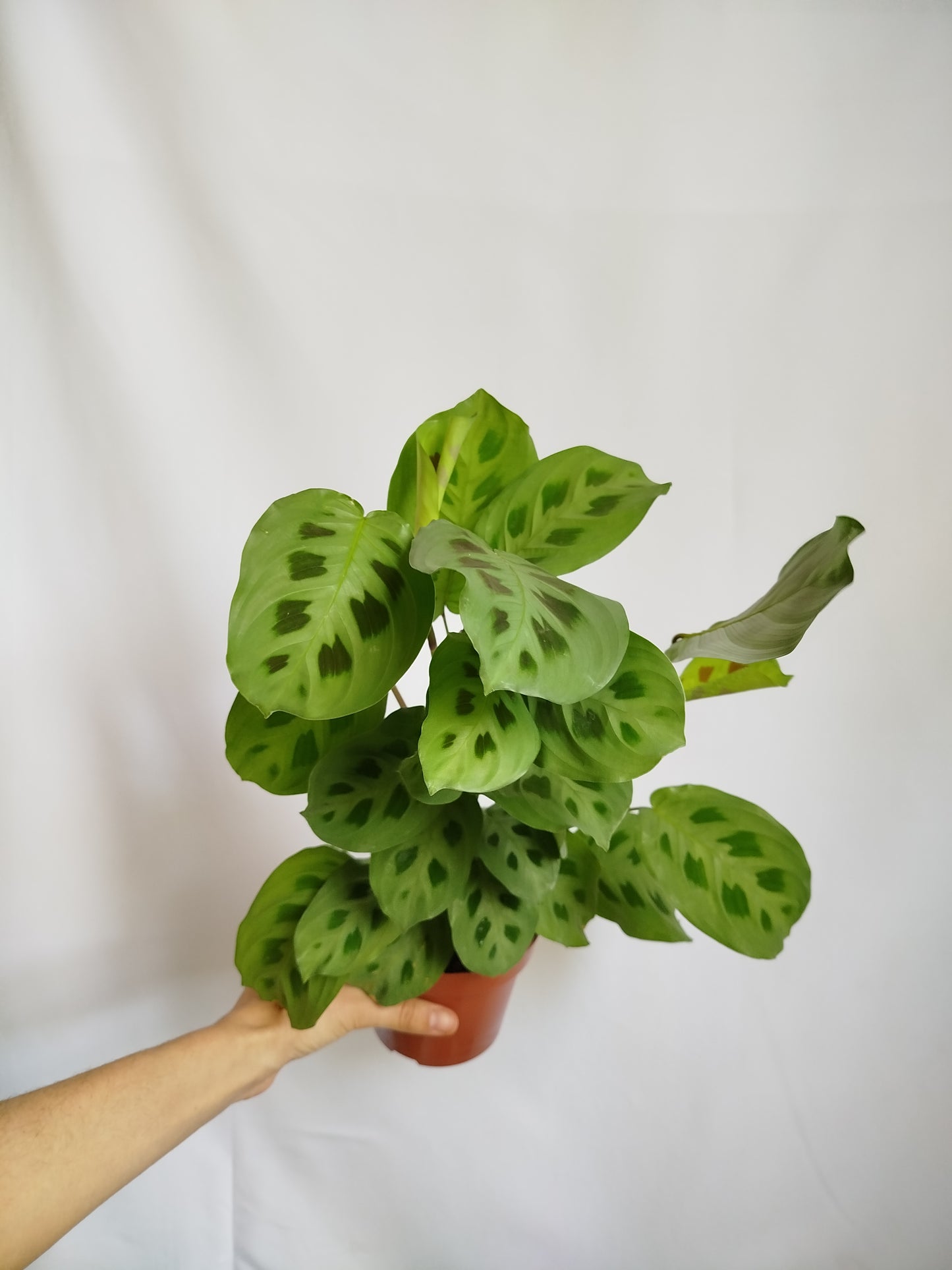 Maranta Kerchoveana