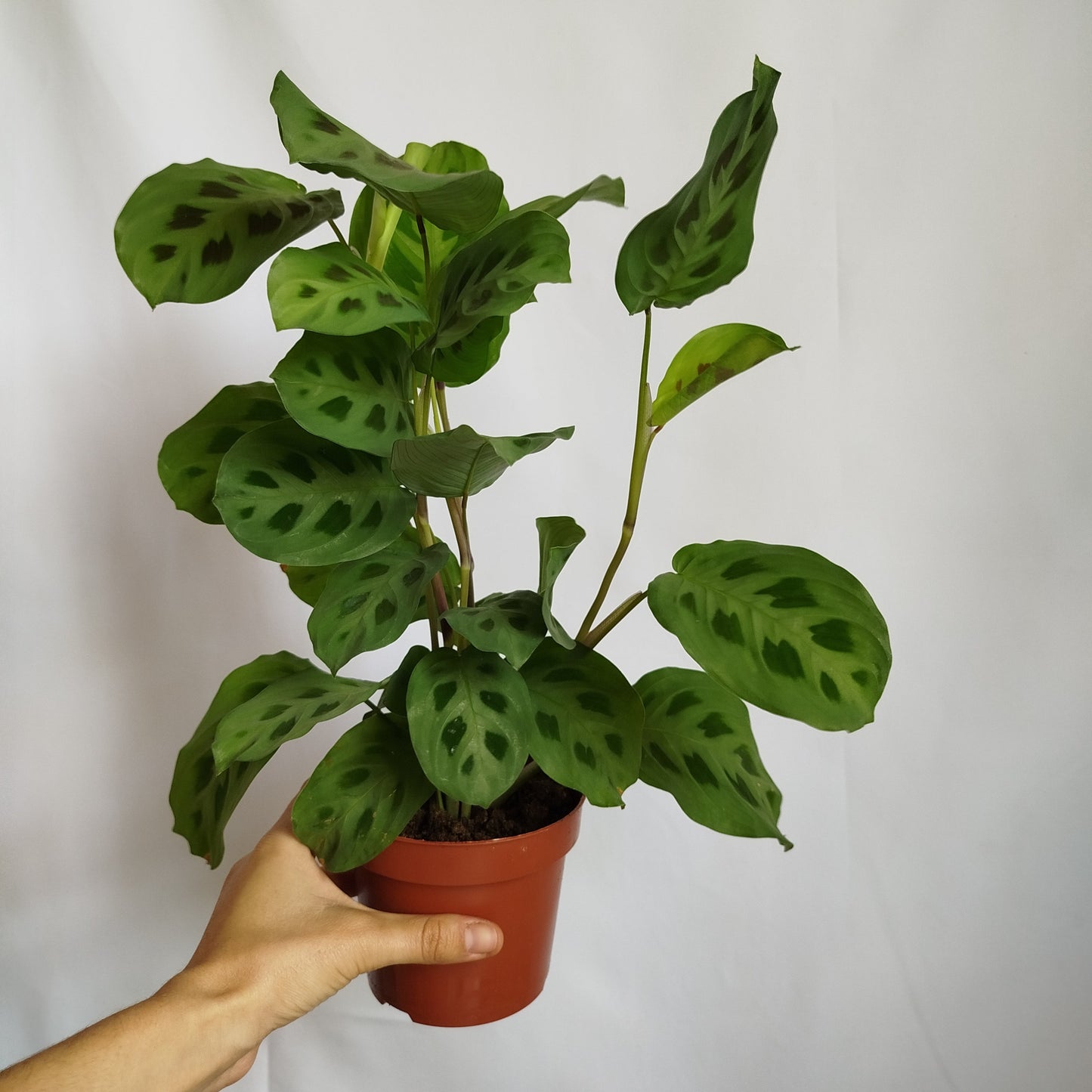 Maranta Kerchoveana