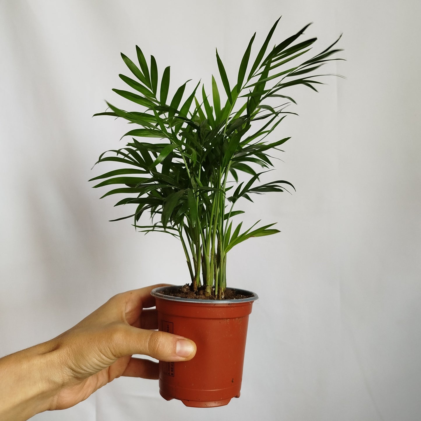 Chamaedorea Elegans - Palmera de salón