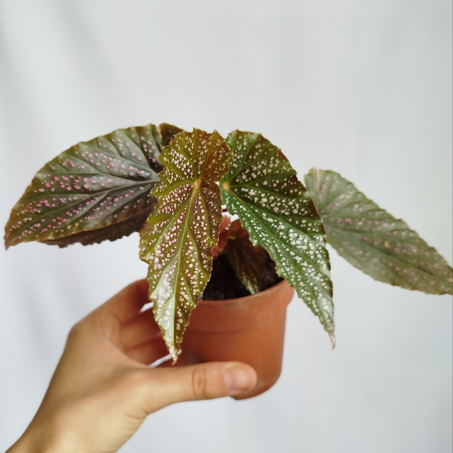Begonia Maculata Pink Spot