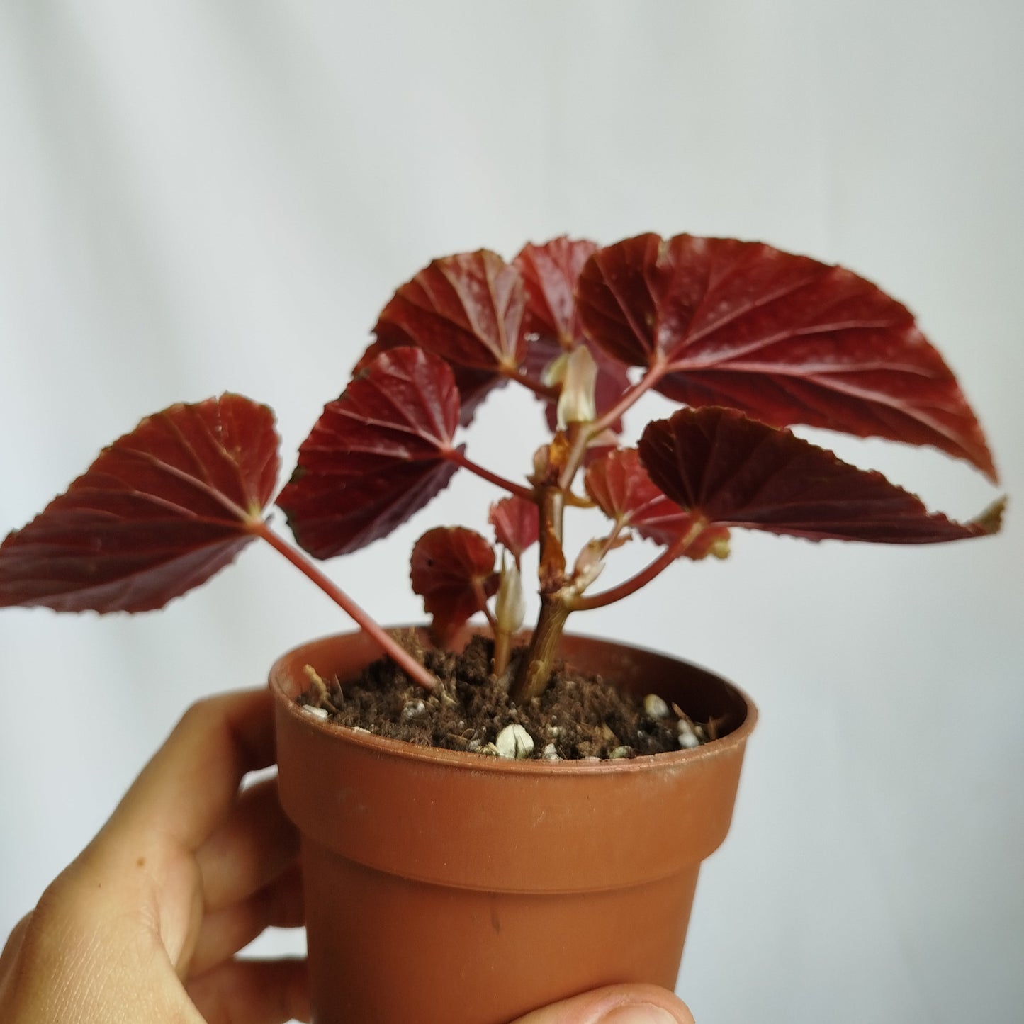 Begonia Maculata Pink Spot