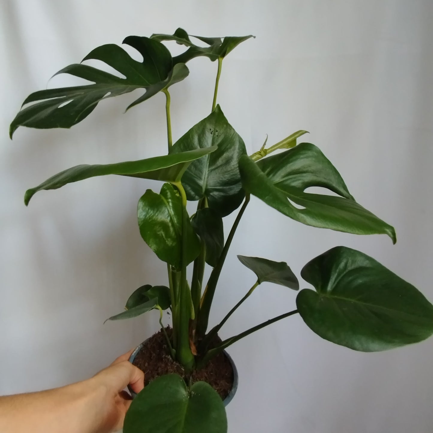Monstera Deliciosa