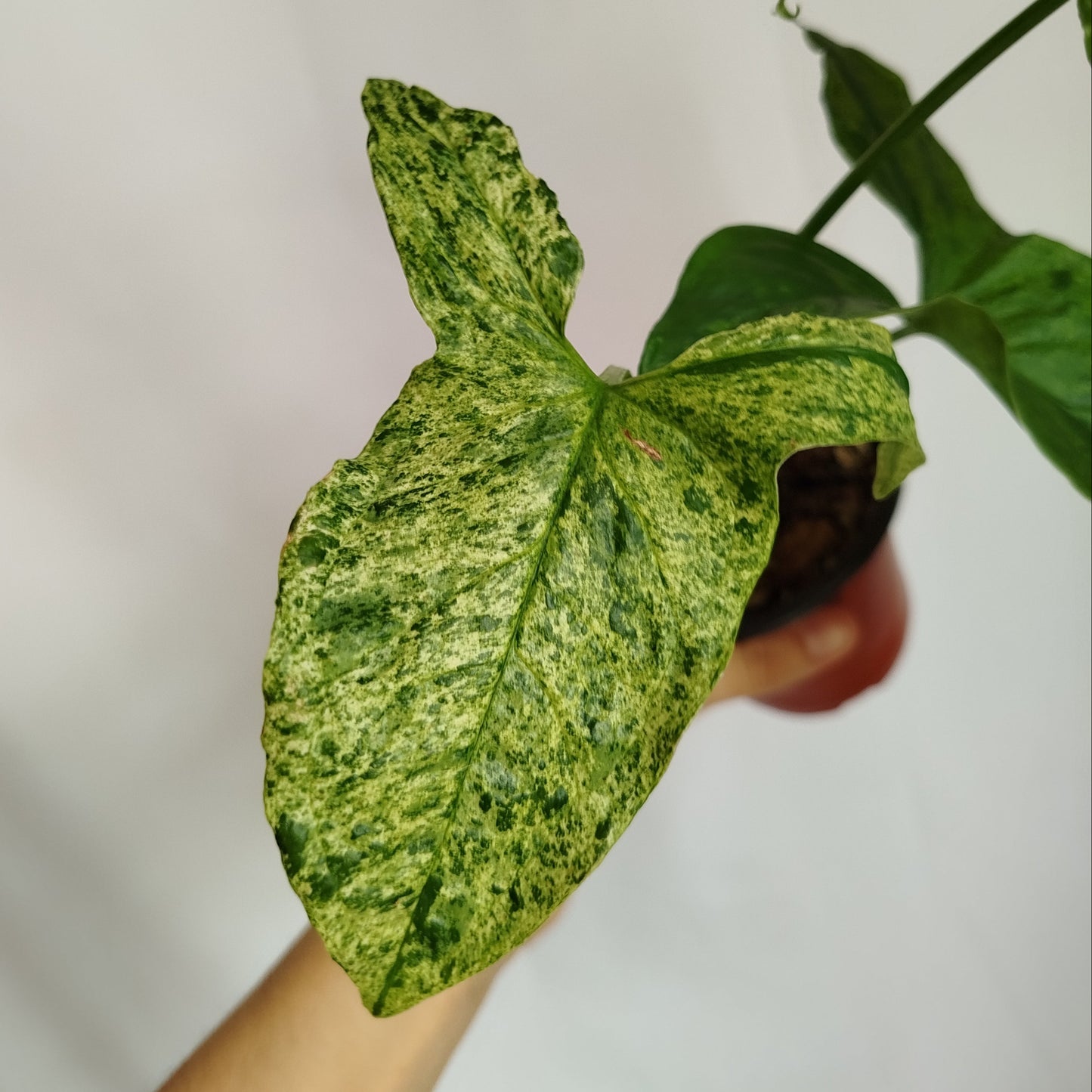 Syngonium Mojito