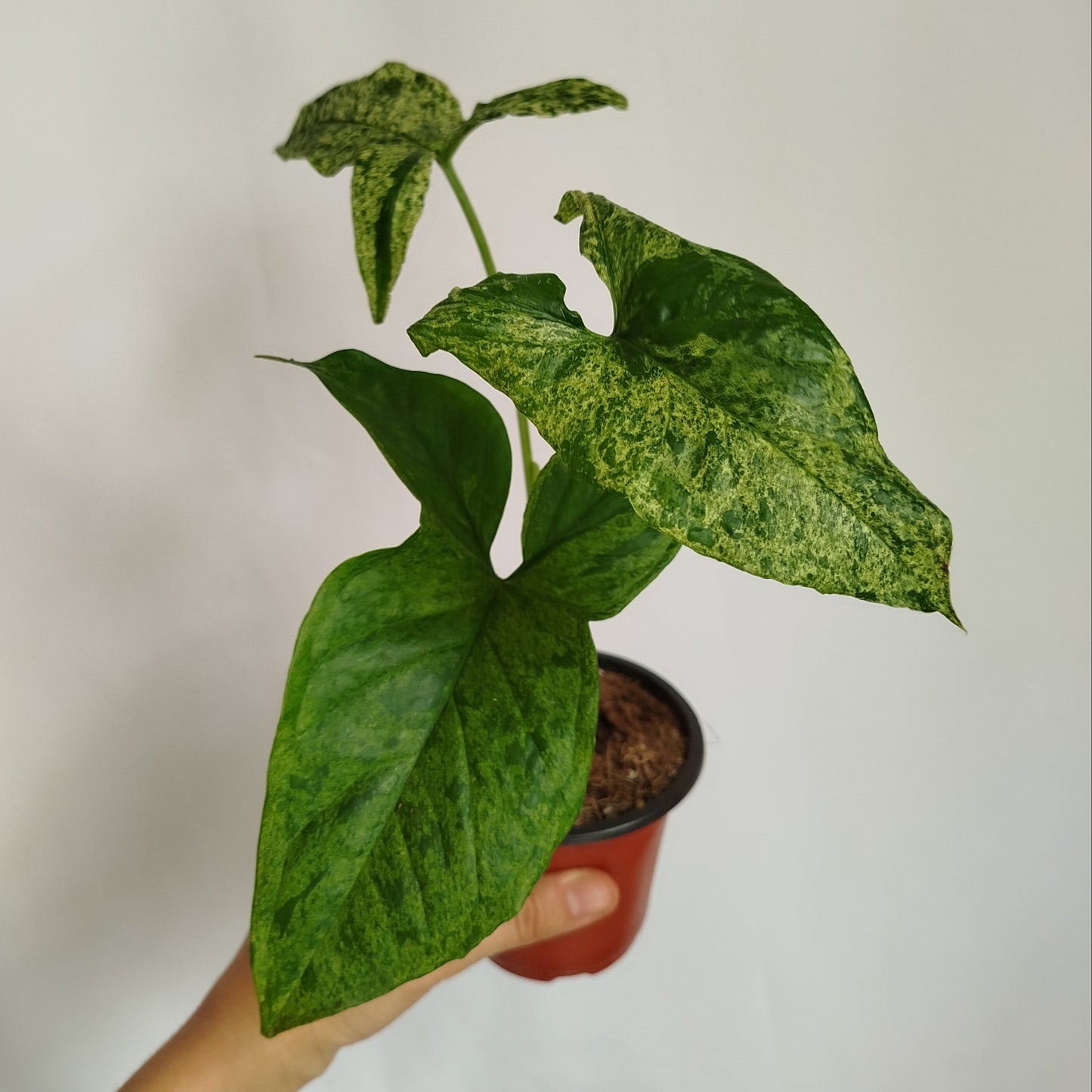 Syngonium Mojito