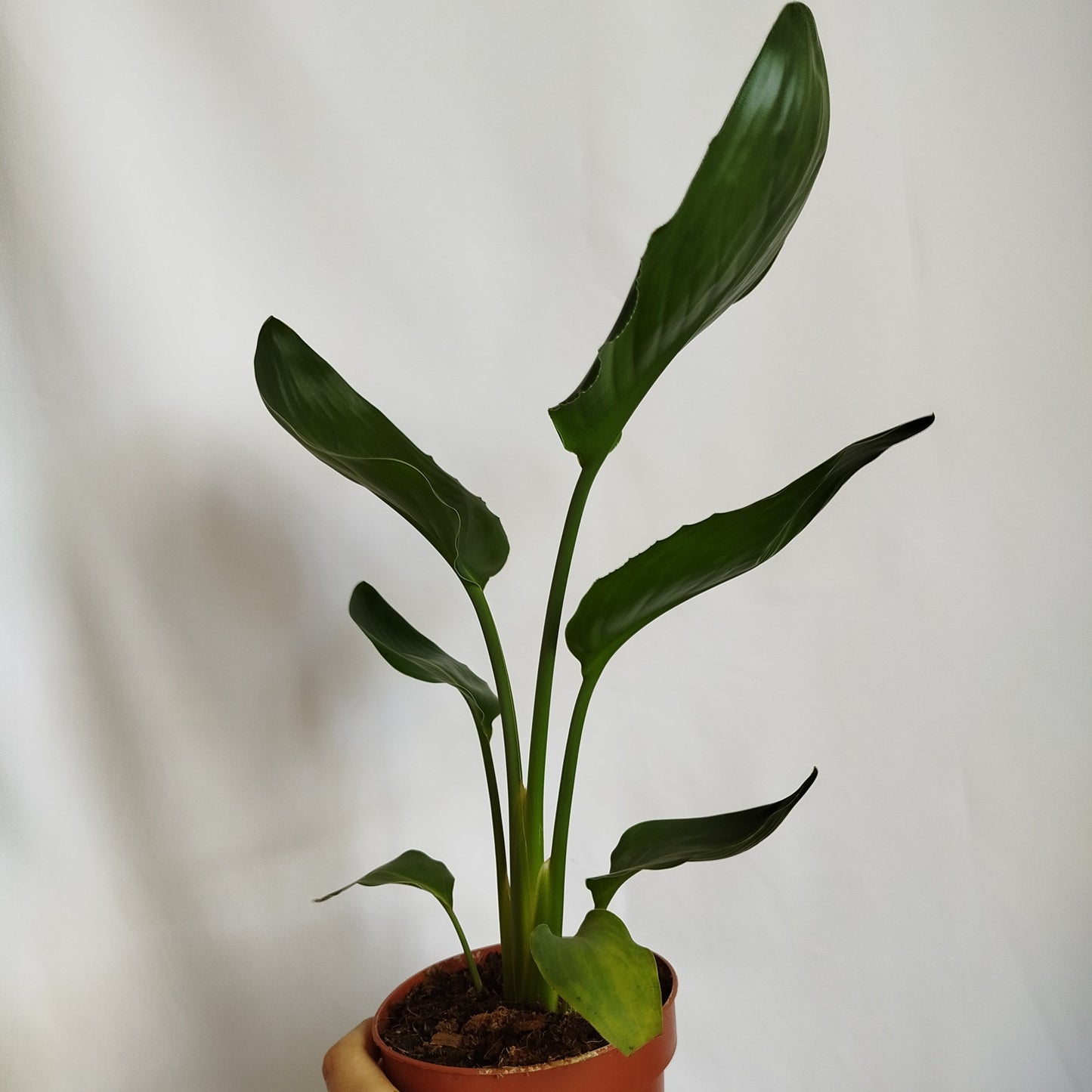 Strelitzia Reginae