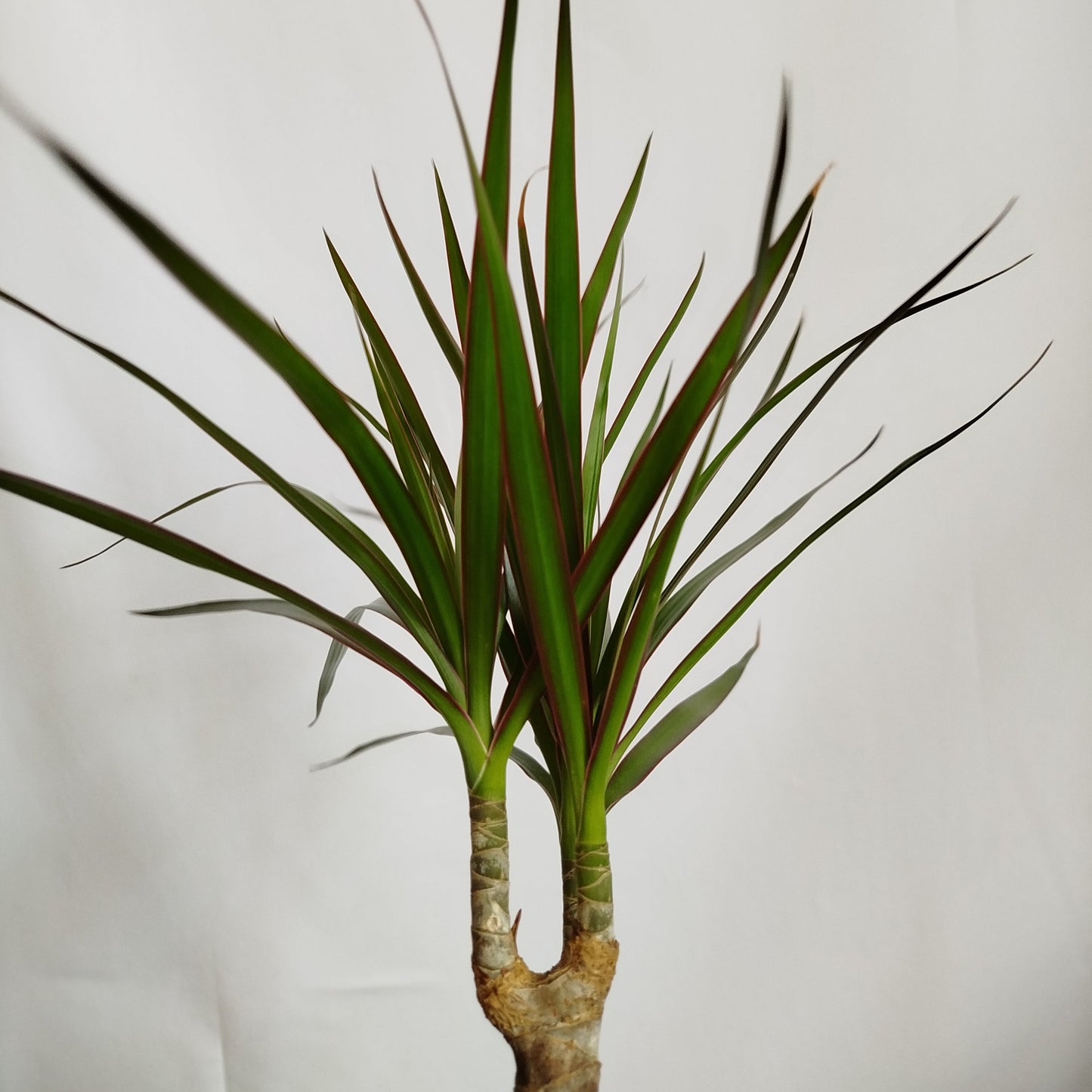 Dracaena Marginata