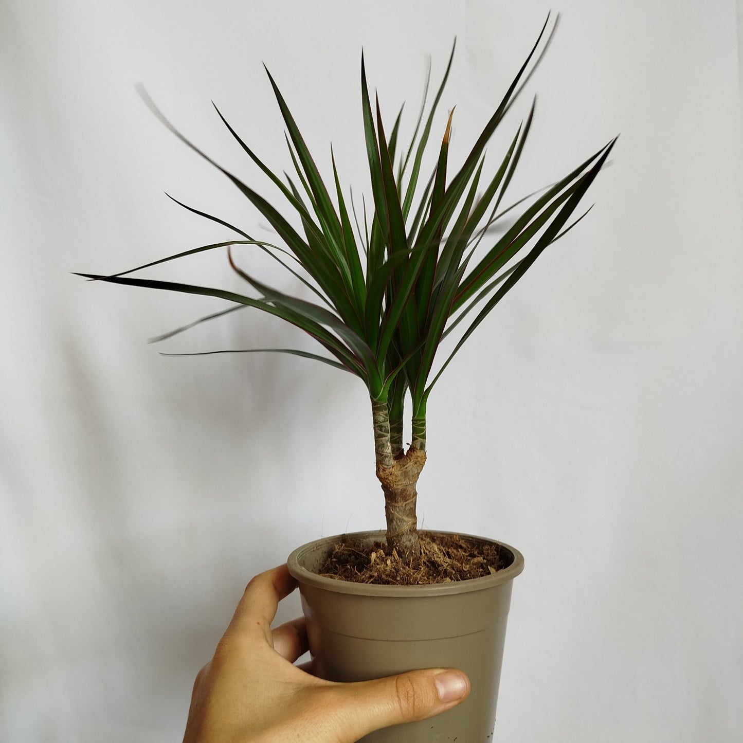 Dracaena Marginata