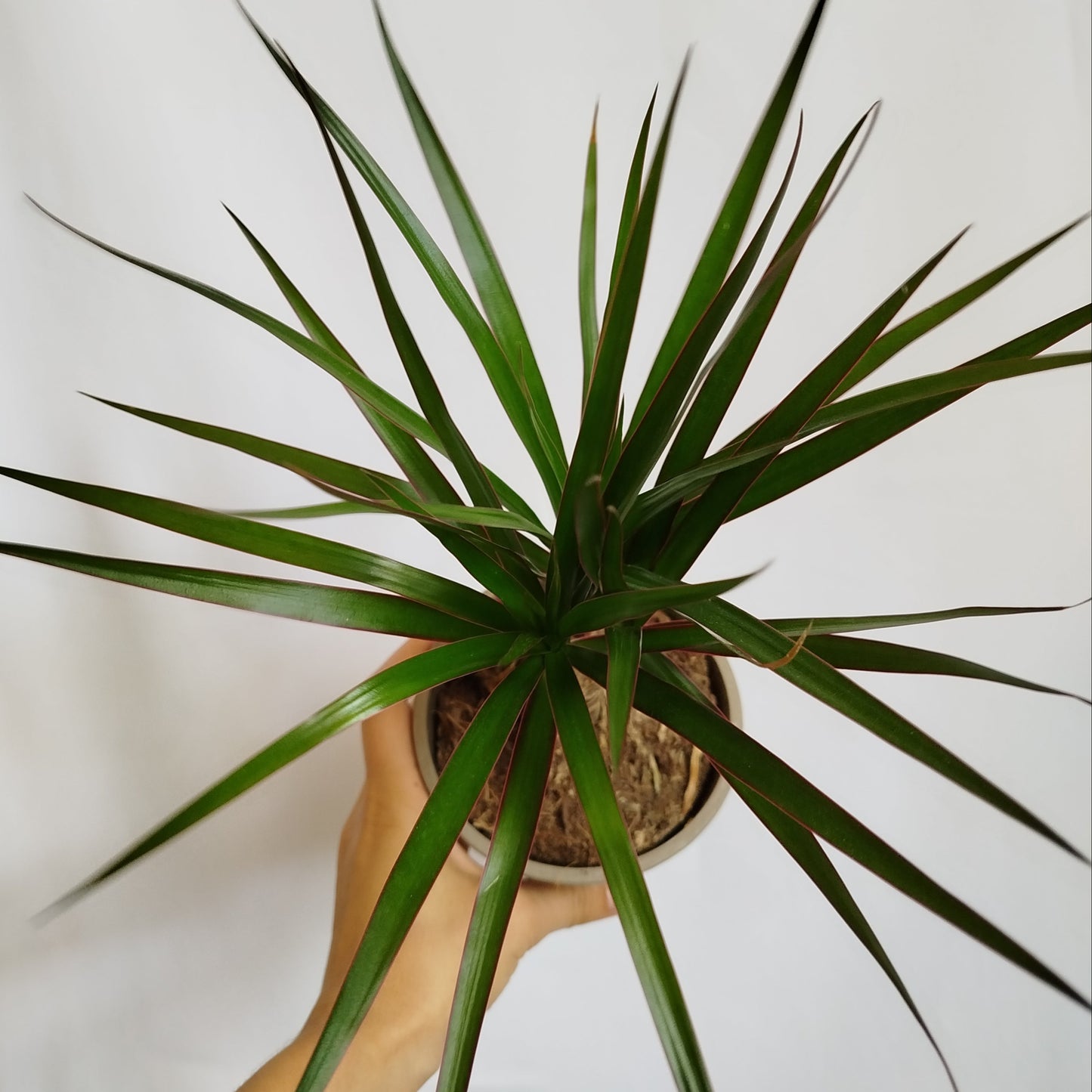Dracaena Marginata